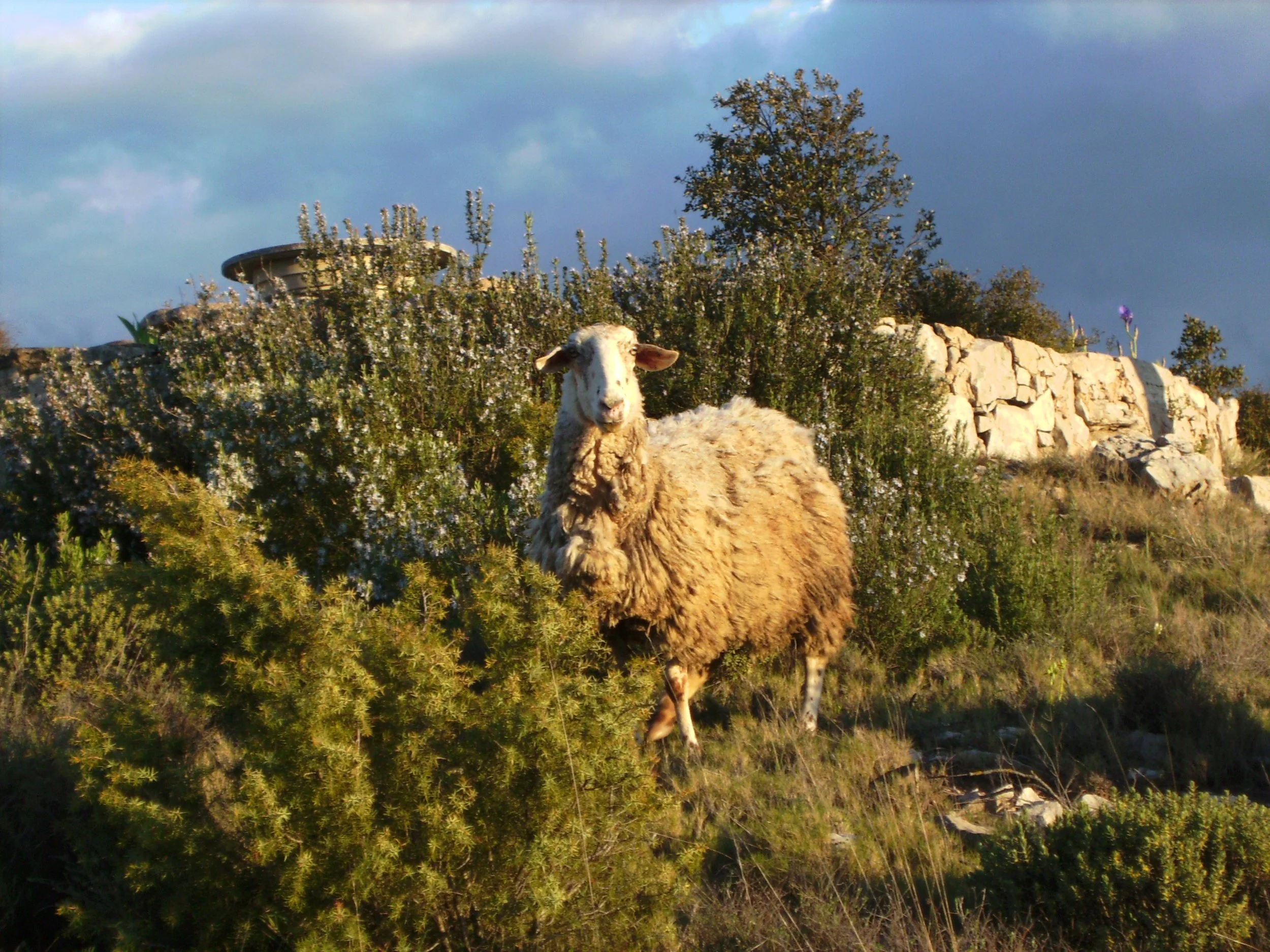 The_lost_sheep image.jpg