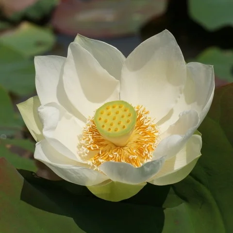 The Recognition Sūtras