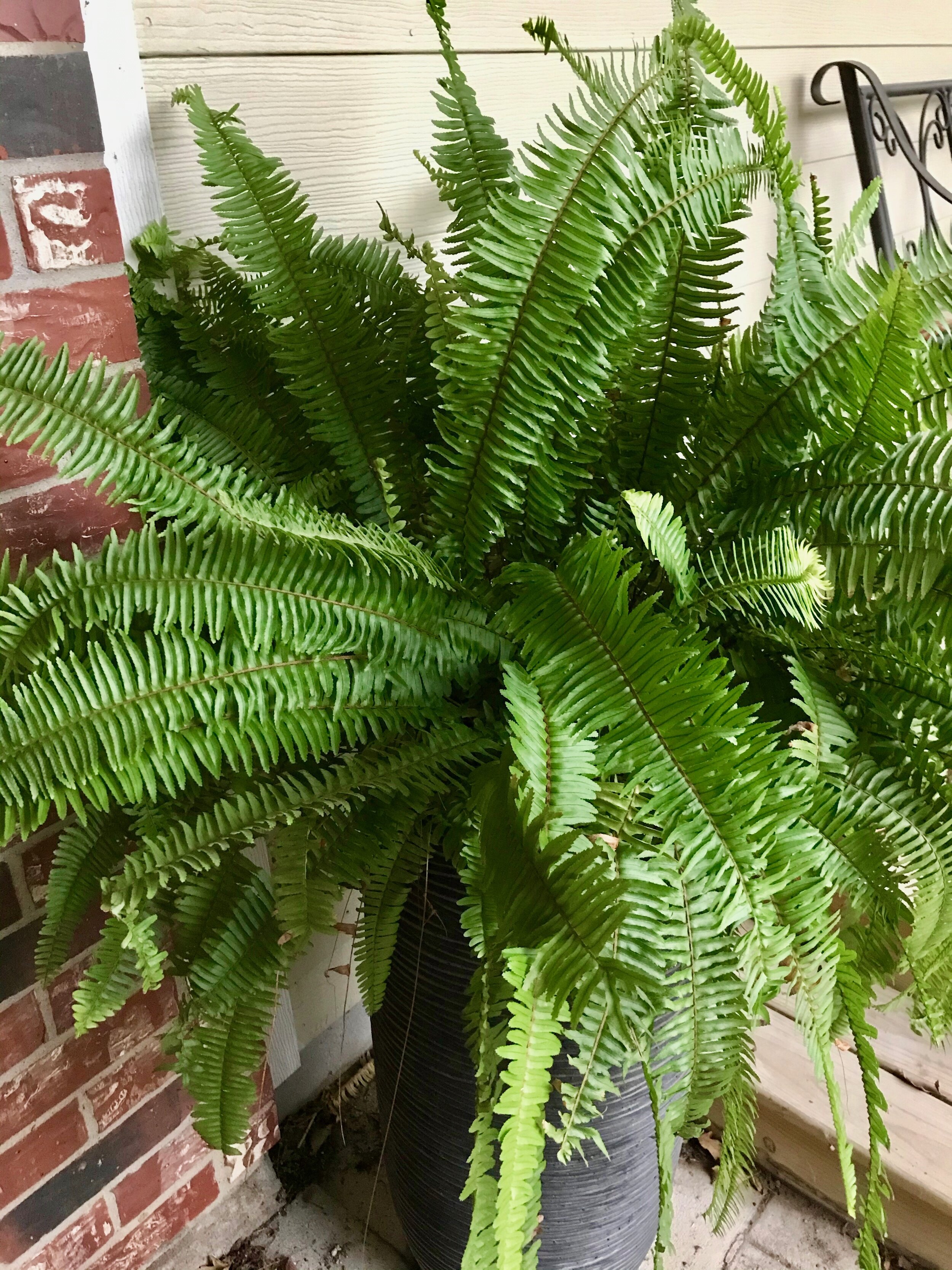 Kimberly Queen Fern