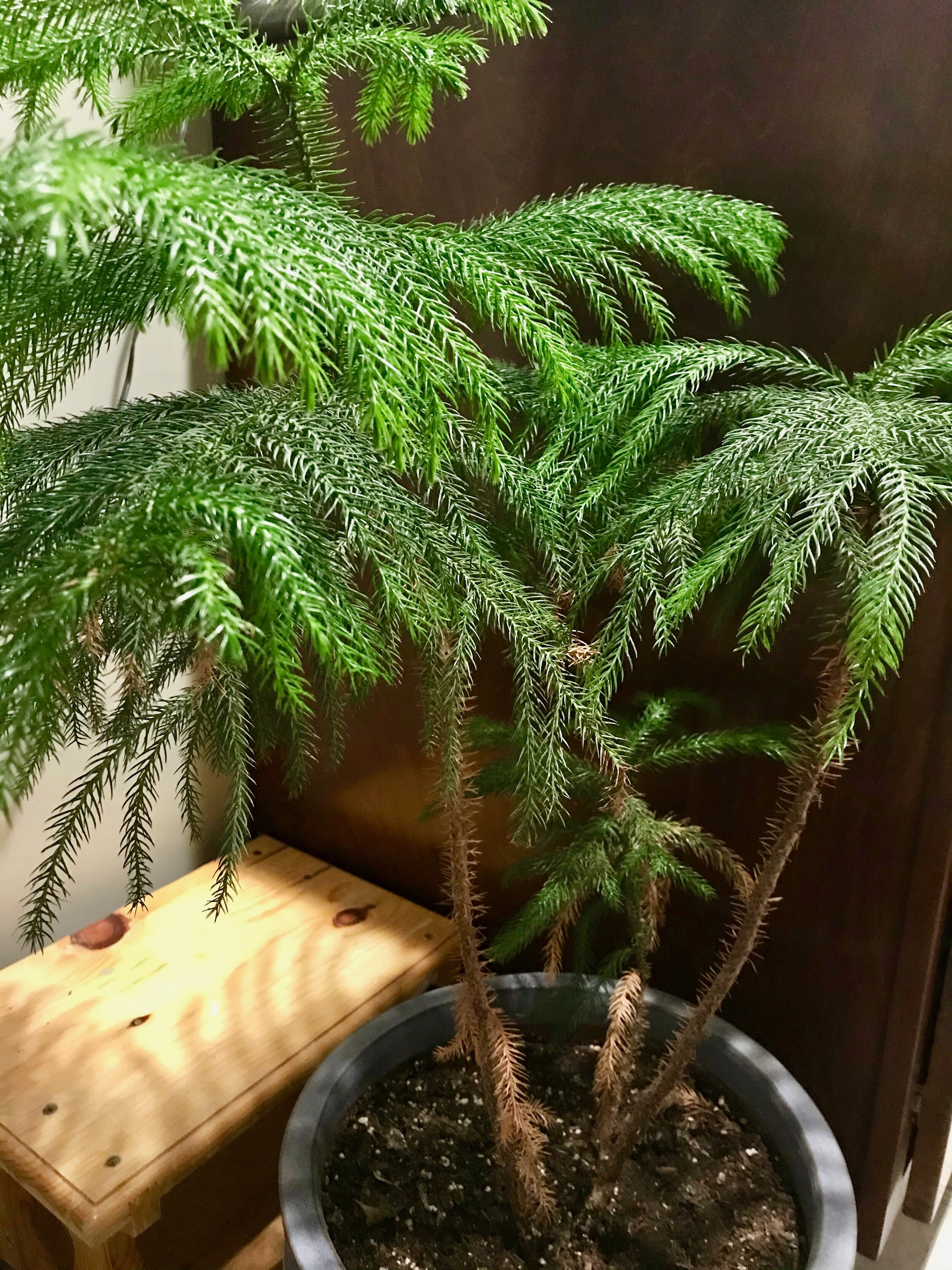 Norfolk Pine