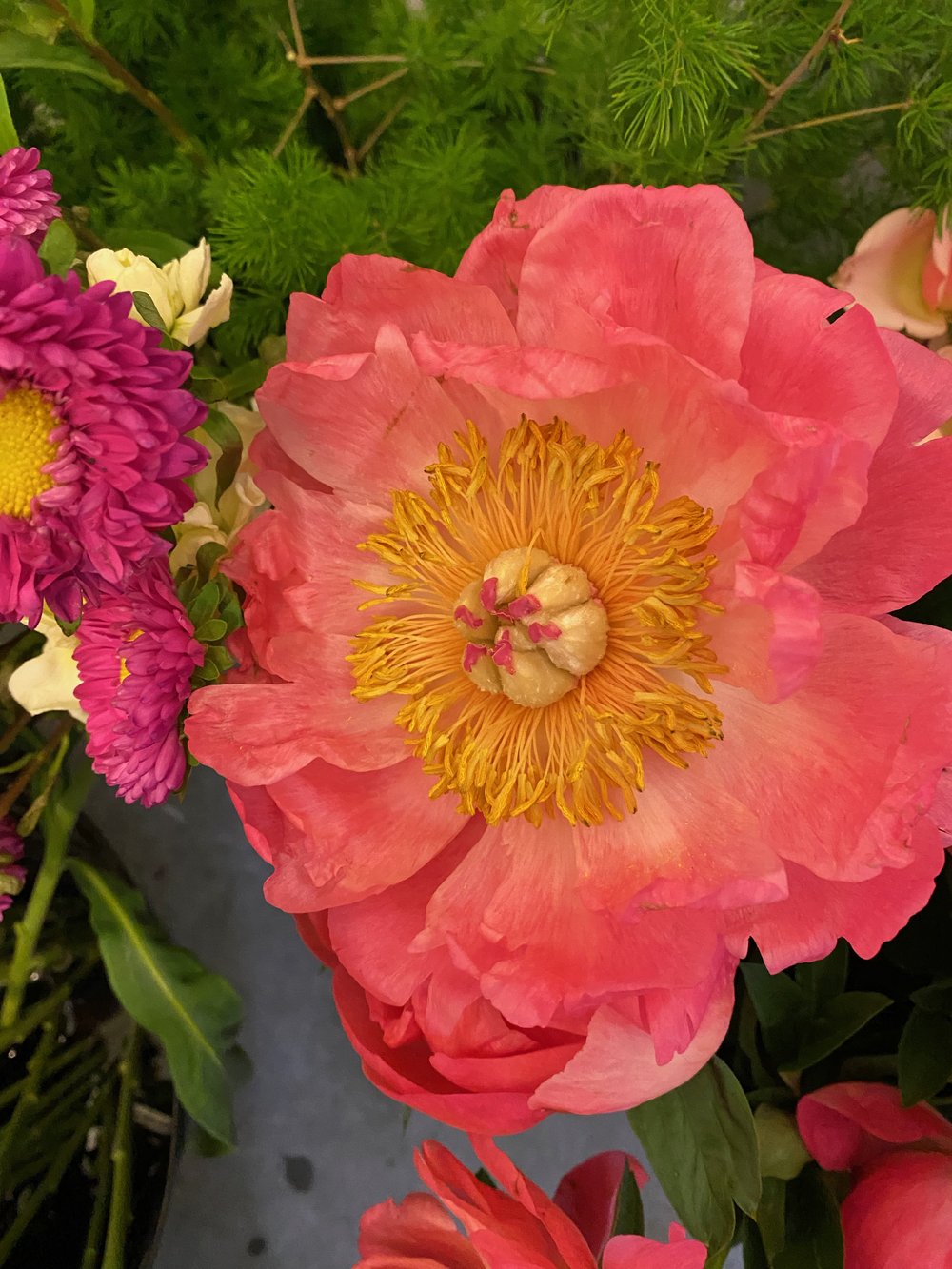 Coral Charm peony