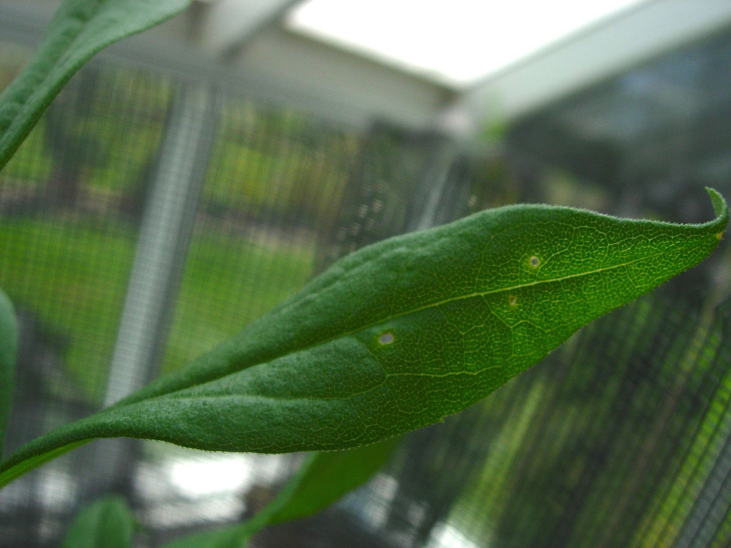 The half-moon shaped holes on this newly unfurled leaf are bite marks of a grasshopper that tasted the leaf and found this particular one unappealing. It moved down to feed on older tissue at the base of the plant. 