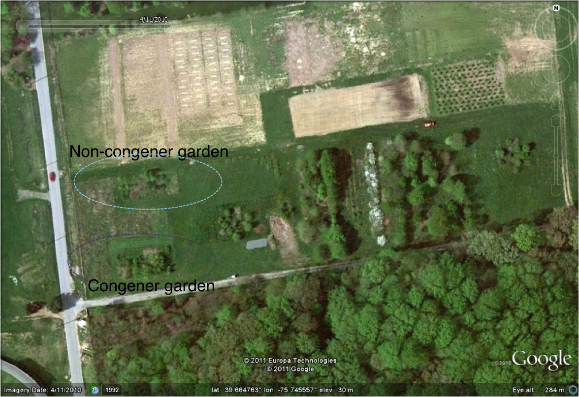 Aerial shot of the common garden planted at the University of Delaware.