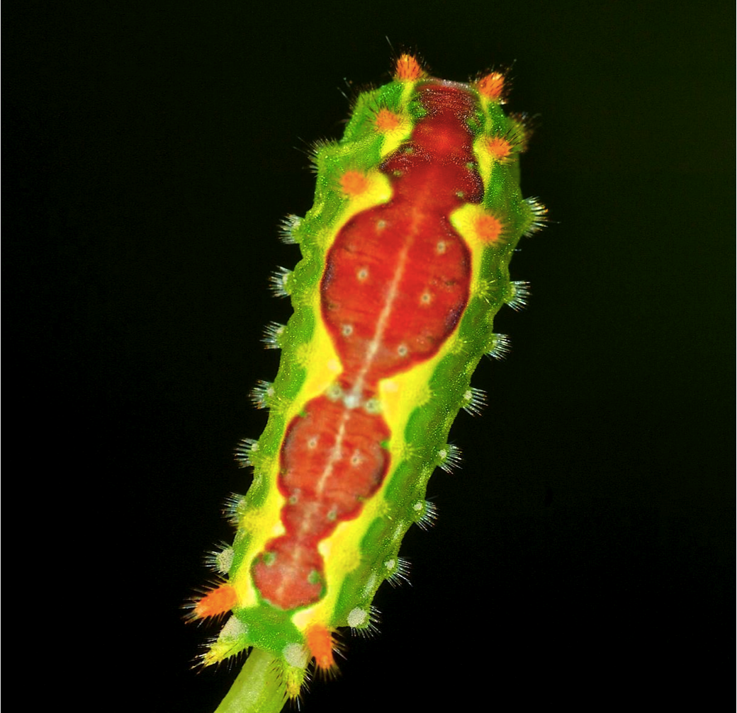 Purple crested slug caterpillar which fed on many native plants in the August sampling of this experiment. Beautiful but they sting!