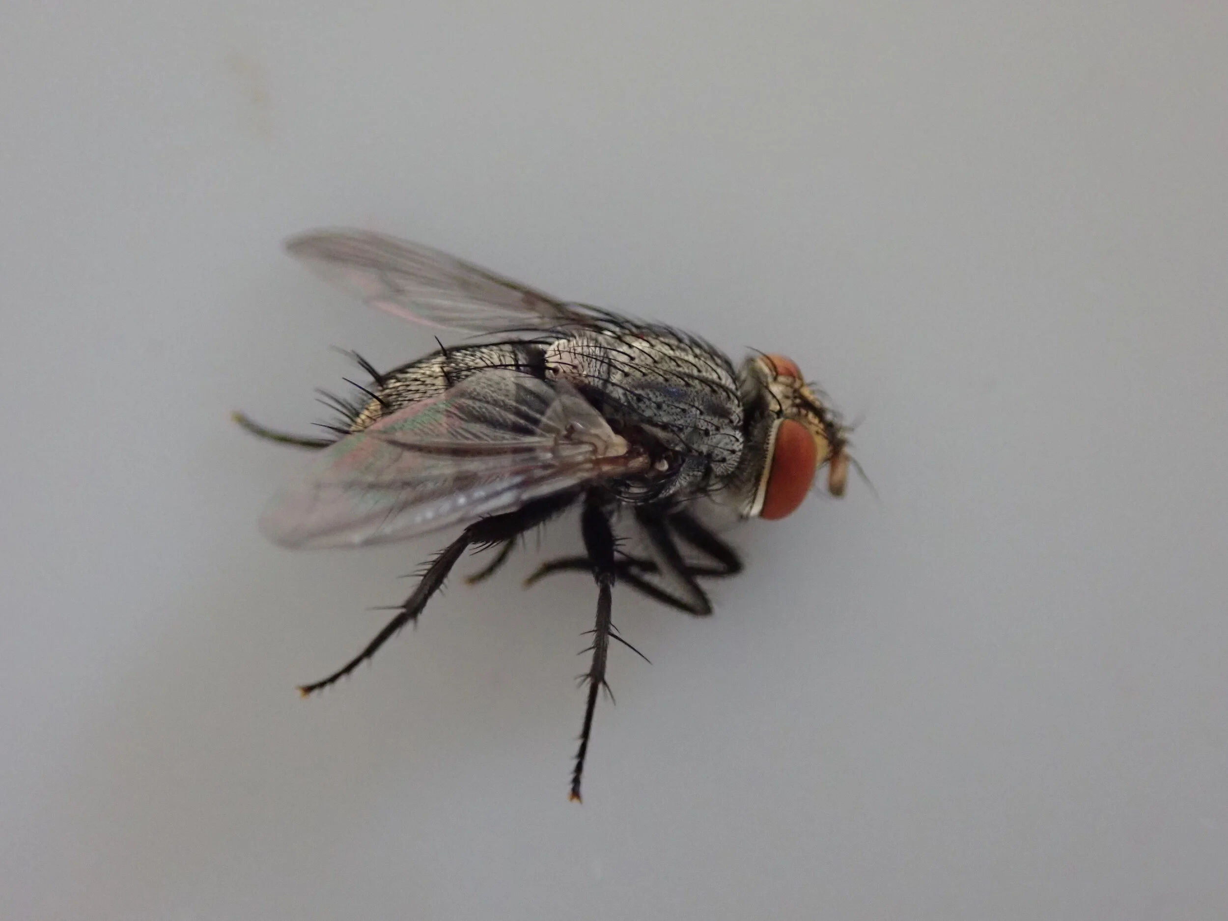 A Very Hungry Caterpillar — Burghardt Lab