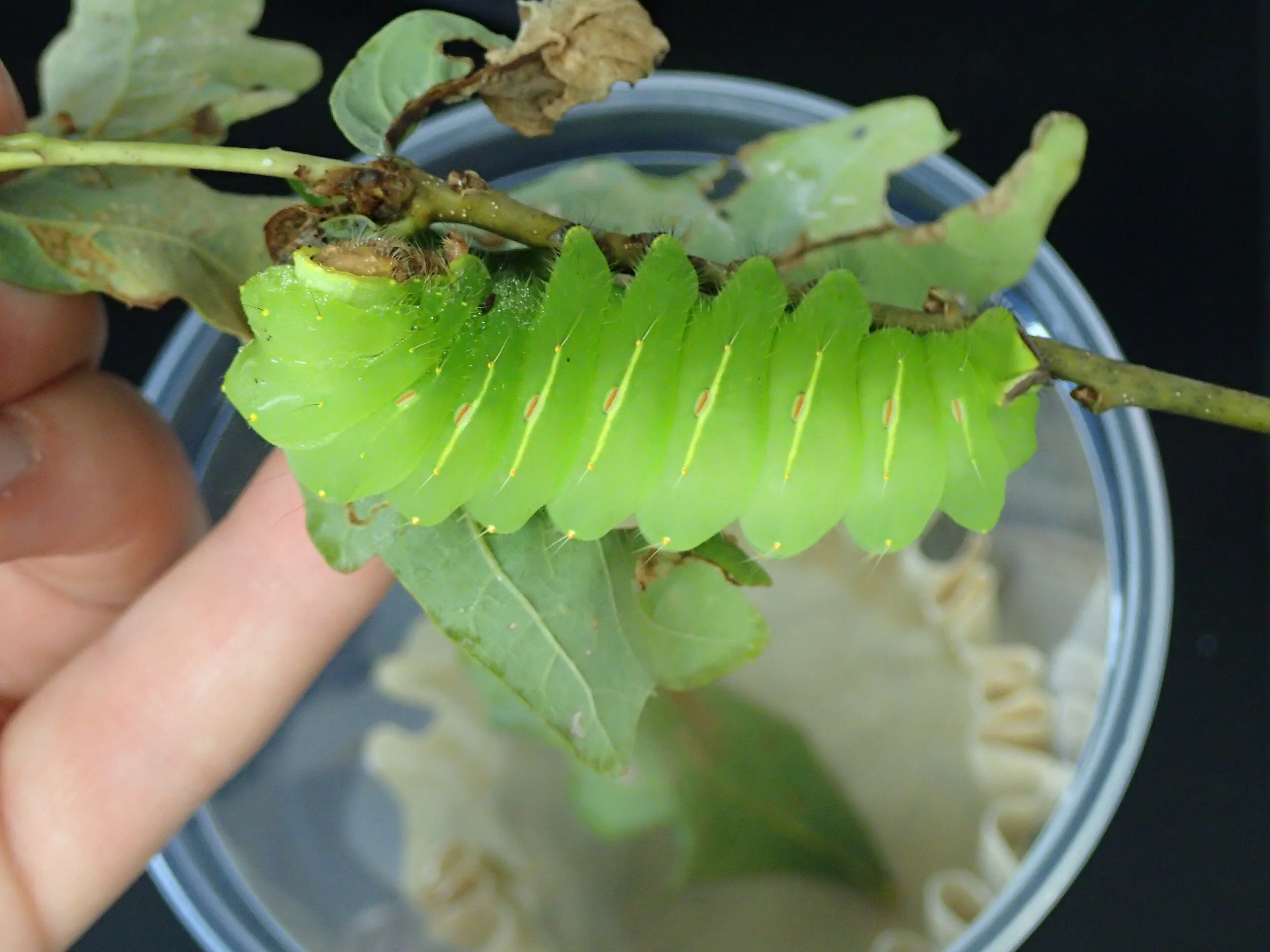 A Very Hungry Caterpillar