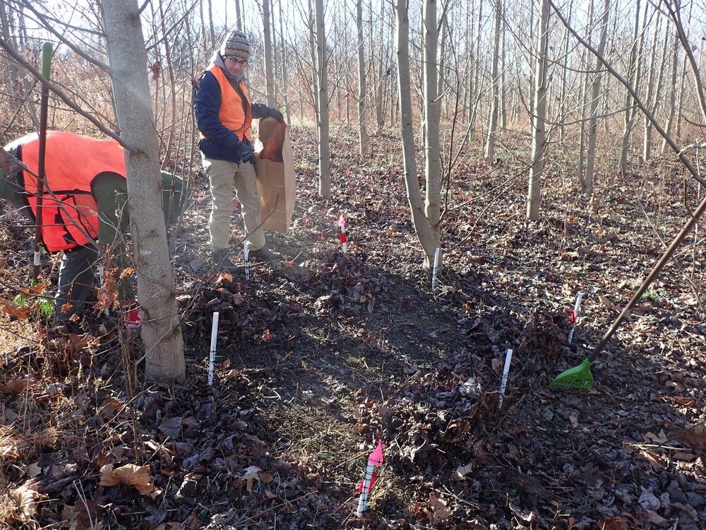  Here we are collecting leaf litter from a quadrat for processing. 