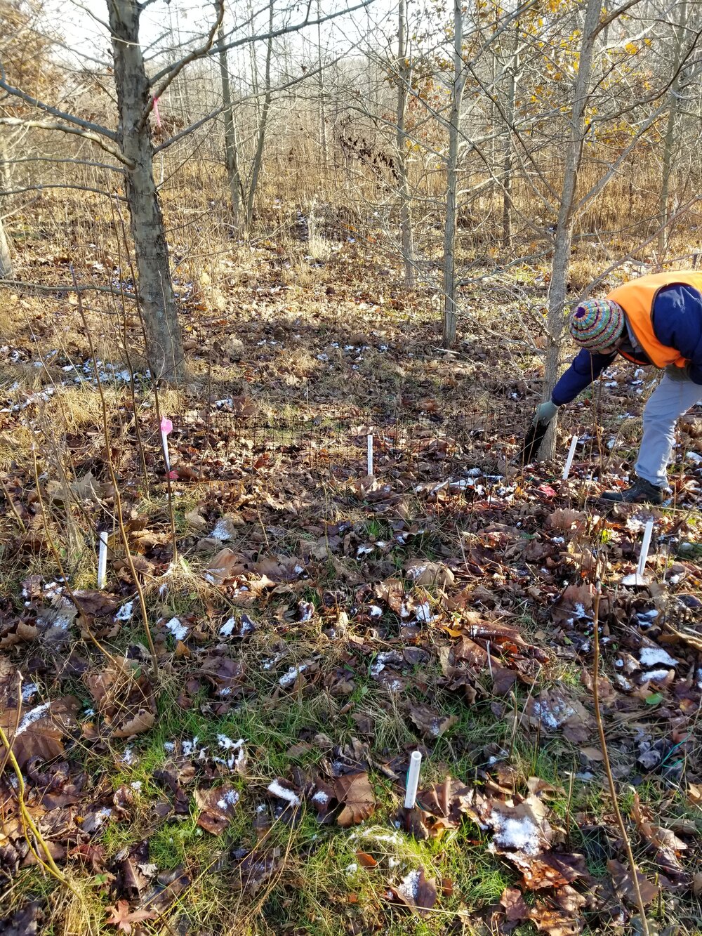  Here I am surrounding a quadrat with deer fencing to separate the litter treatments and prevent leaves from blowing away. 