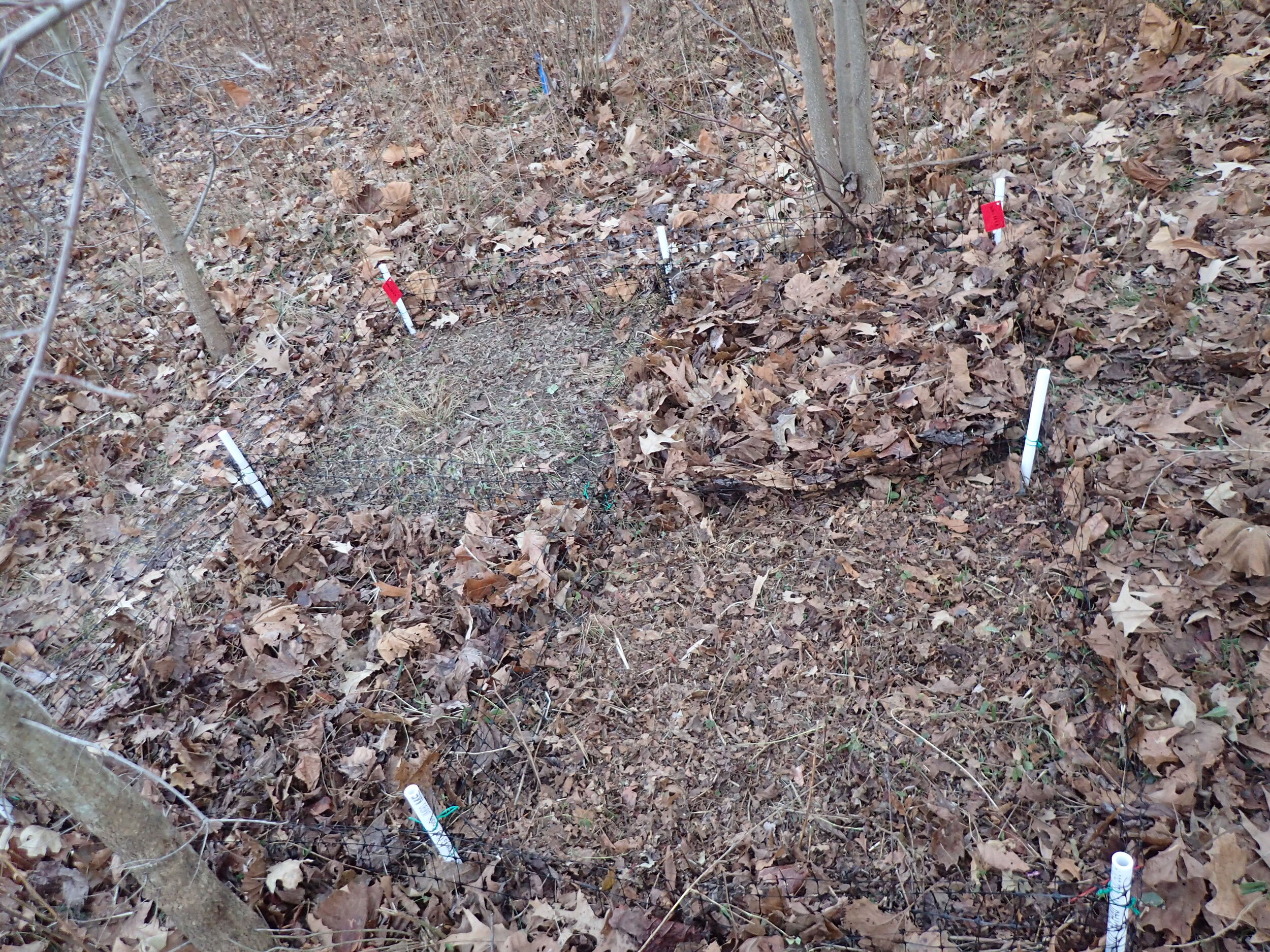  The four leaf litter treatments (Clockwise from top left): Removal, Addition, Mulch, Control. 