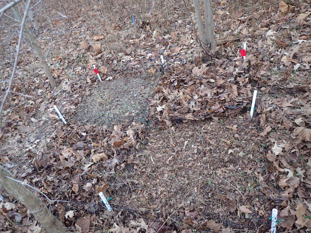  The four leaf litter treatments (Clockwise from top left): Removal, Addition, Mulch, Control. 