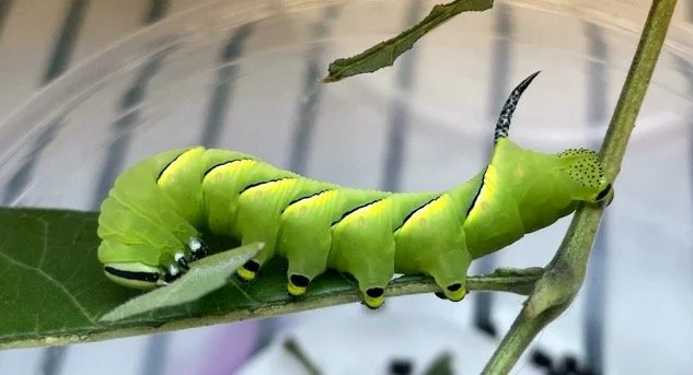 Remembering Summer (Caterpillar) Celebrities