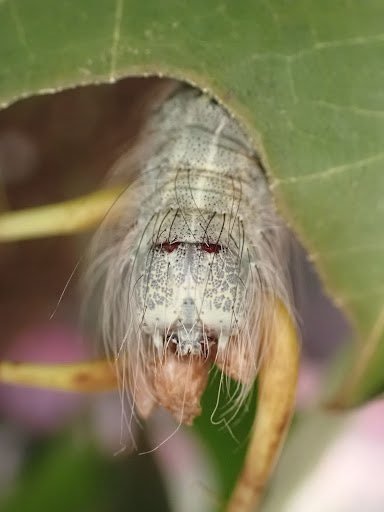 House pests: Use 36p natural scent to repel moths from homes in summer -  'most effective