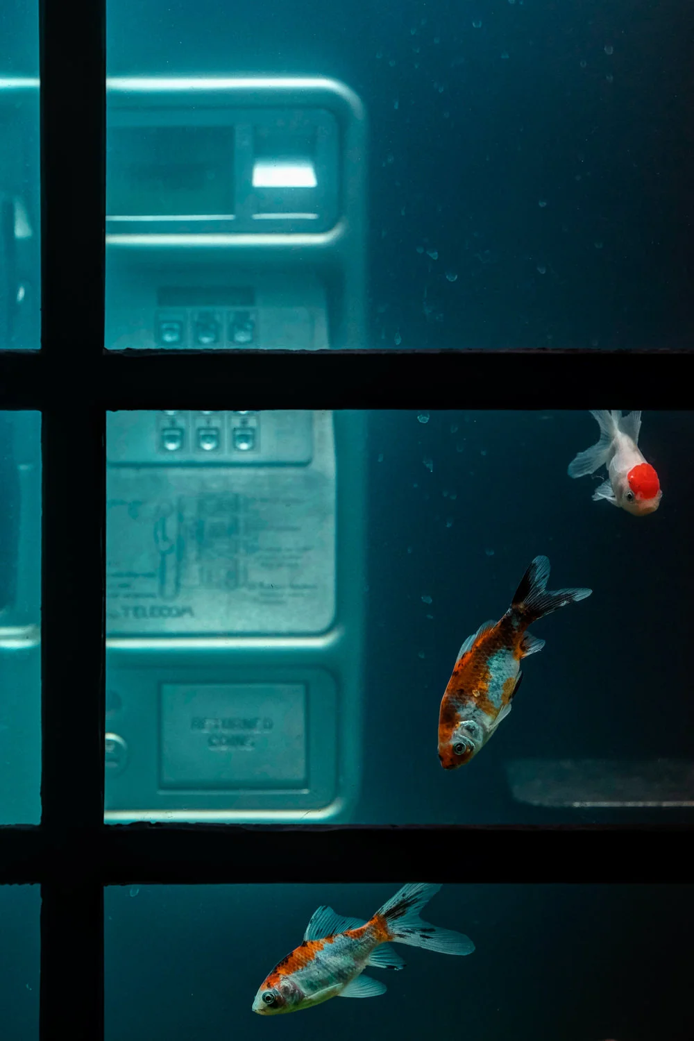 Aquarium, Benedetto Bufalino & Benoit Deseille