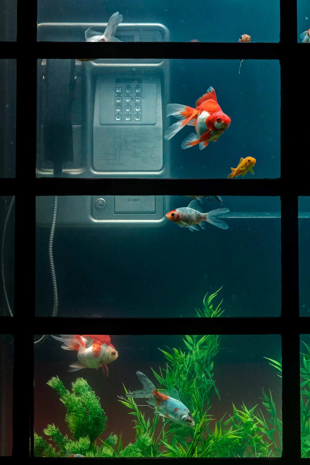 Aquarium, Benedetto Bufalino & Benoit Deseille