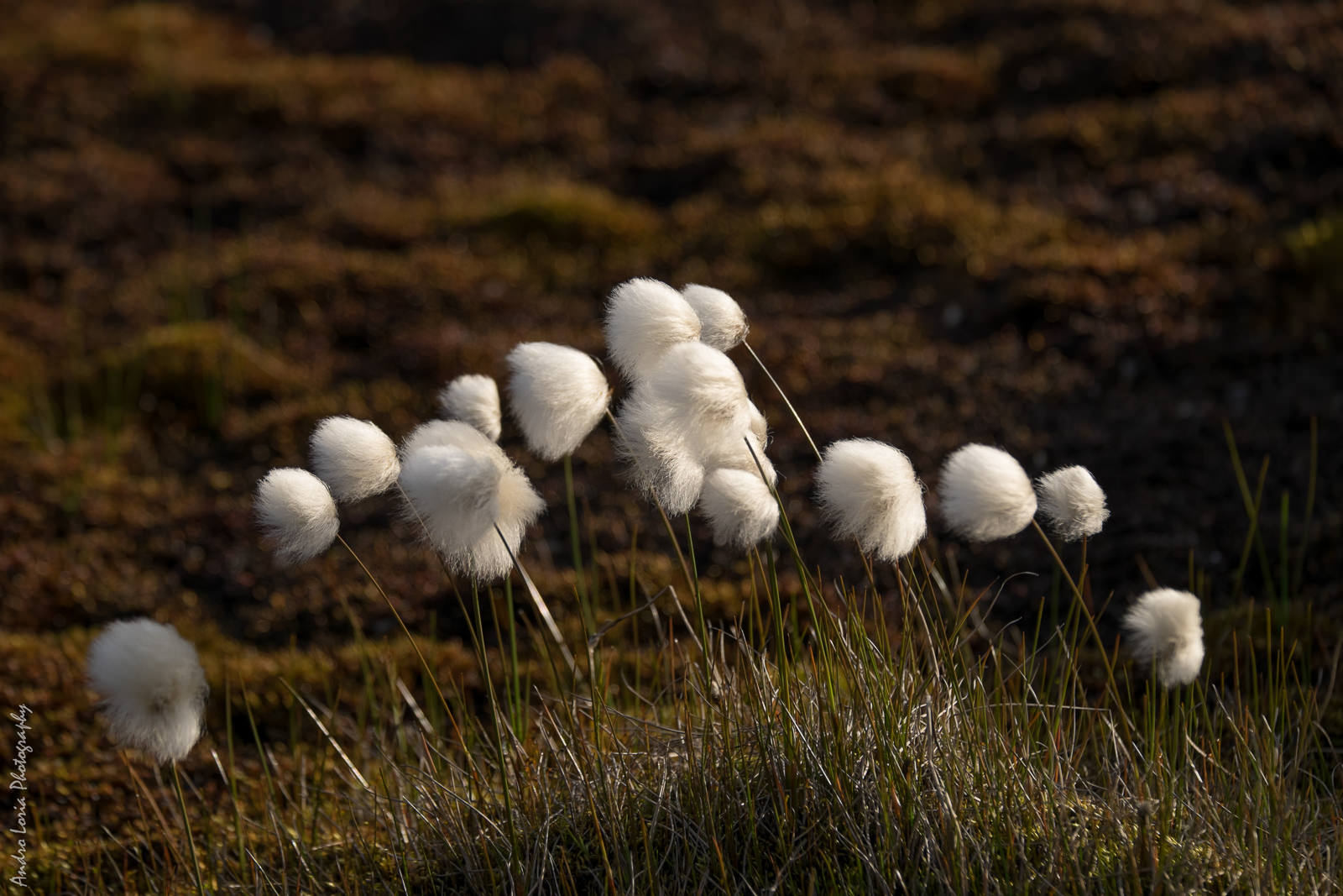 cotton grass (Eriophorum)