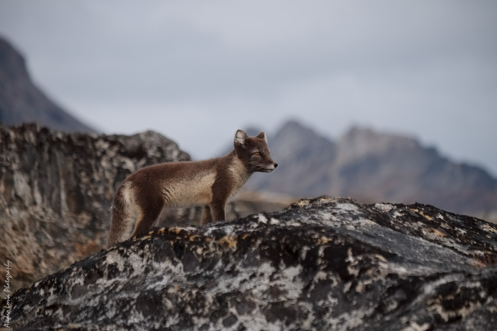 fjord patrol, arctic fox in summer coat, Karale fjord area, East Greenland