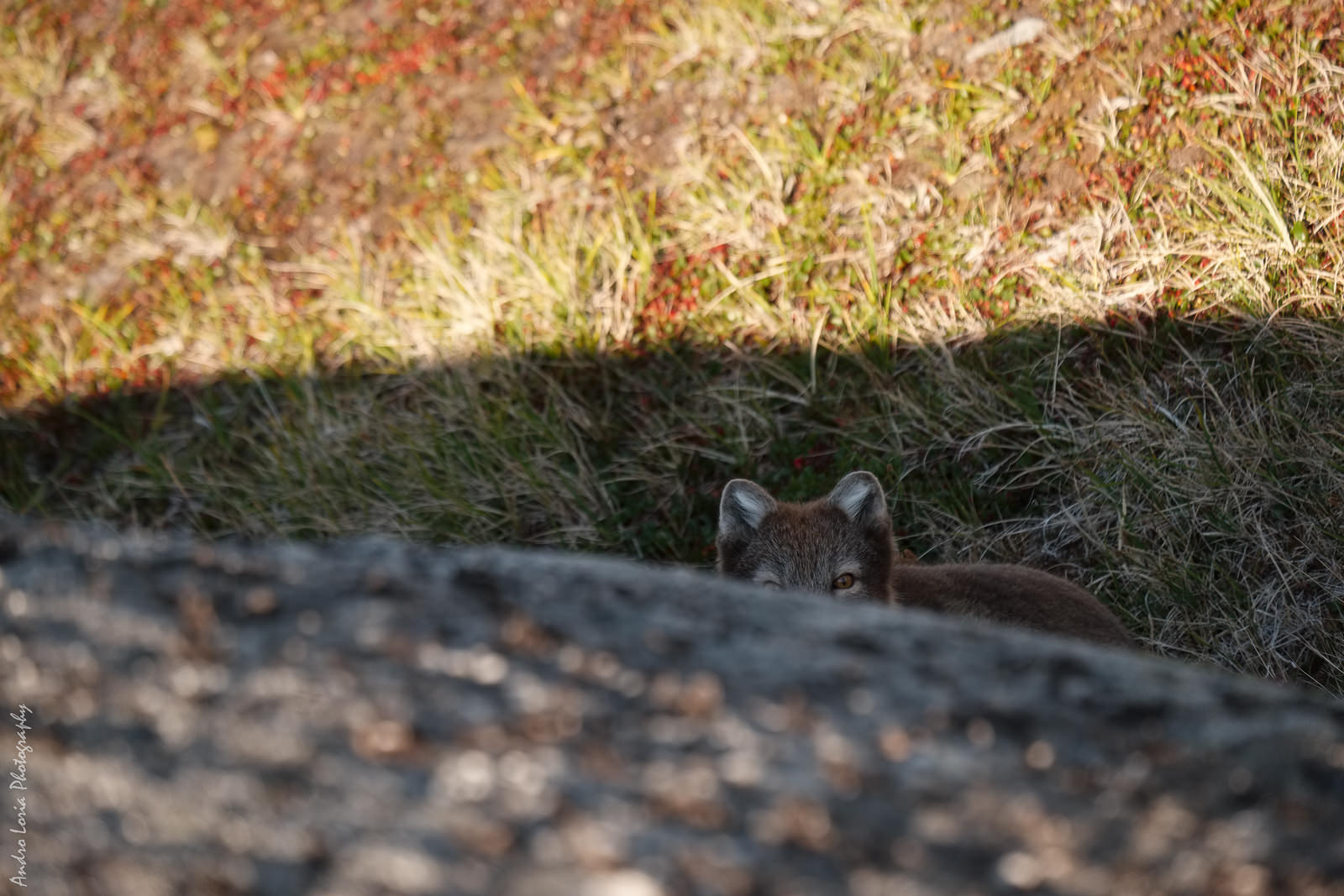 I see you - arctic fox was resting in the shadow of a boulder when I found her/him