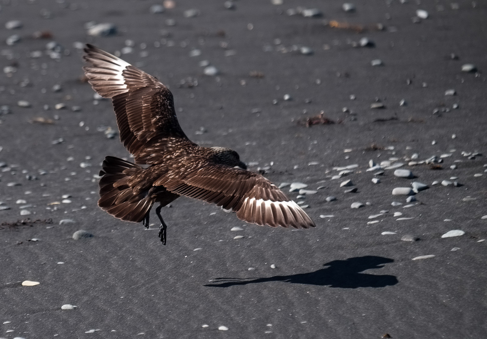 The great skua is a pirate of the seas, deliberately harrassing birds as large as gannets to steal a free meal. Jökulsárlón area.