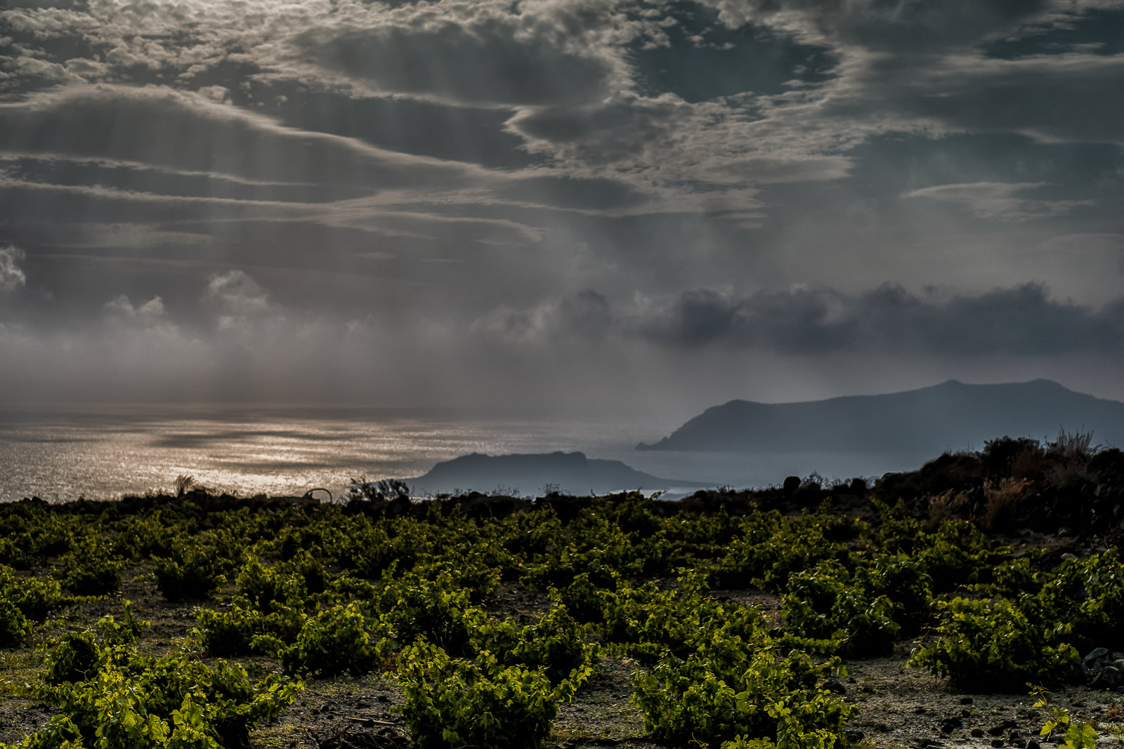 Santorini vineyard near Akrotiri