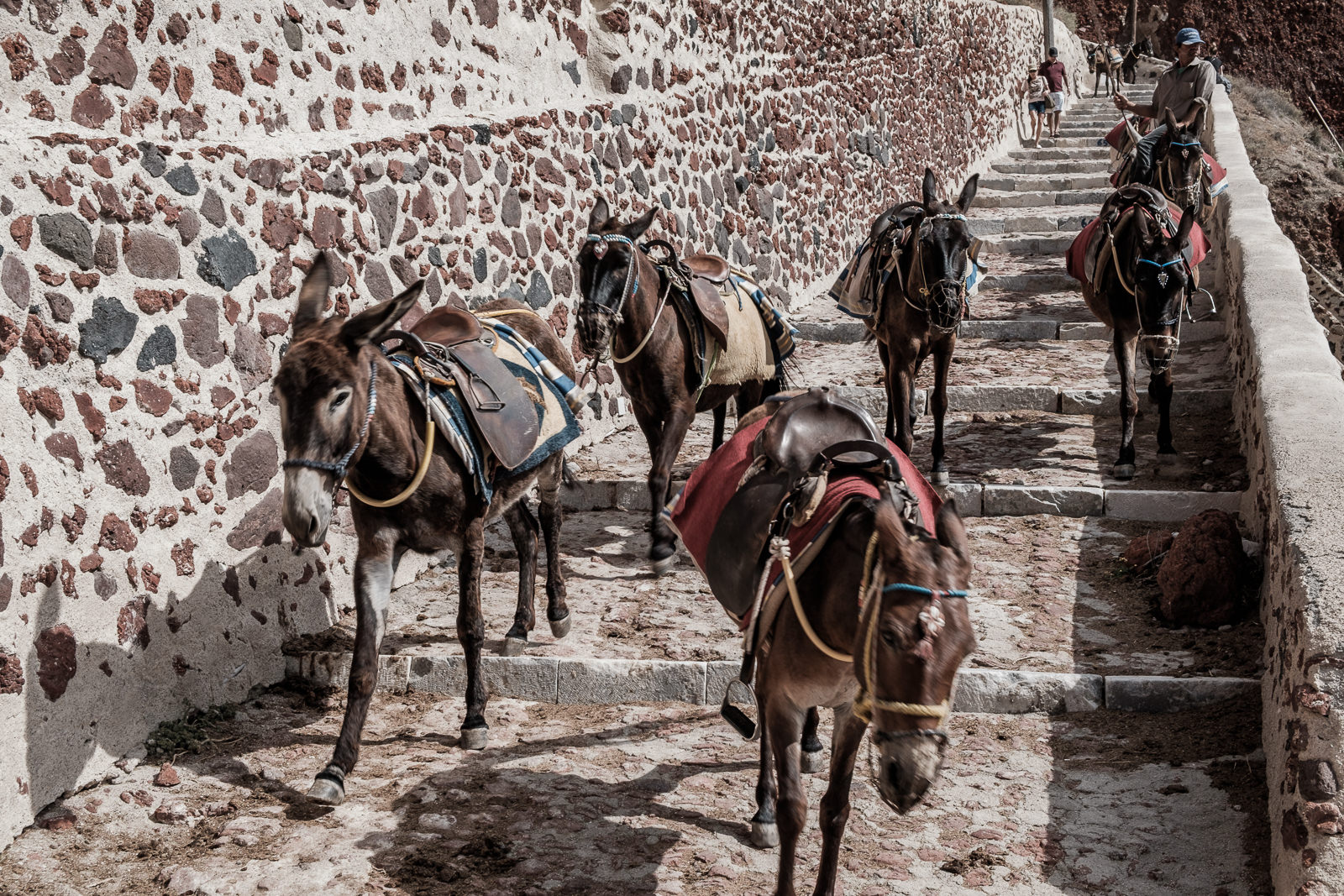 Donkey train from Oia to Ammoudi