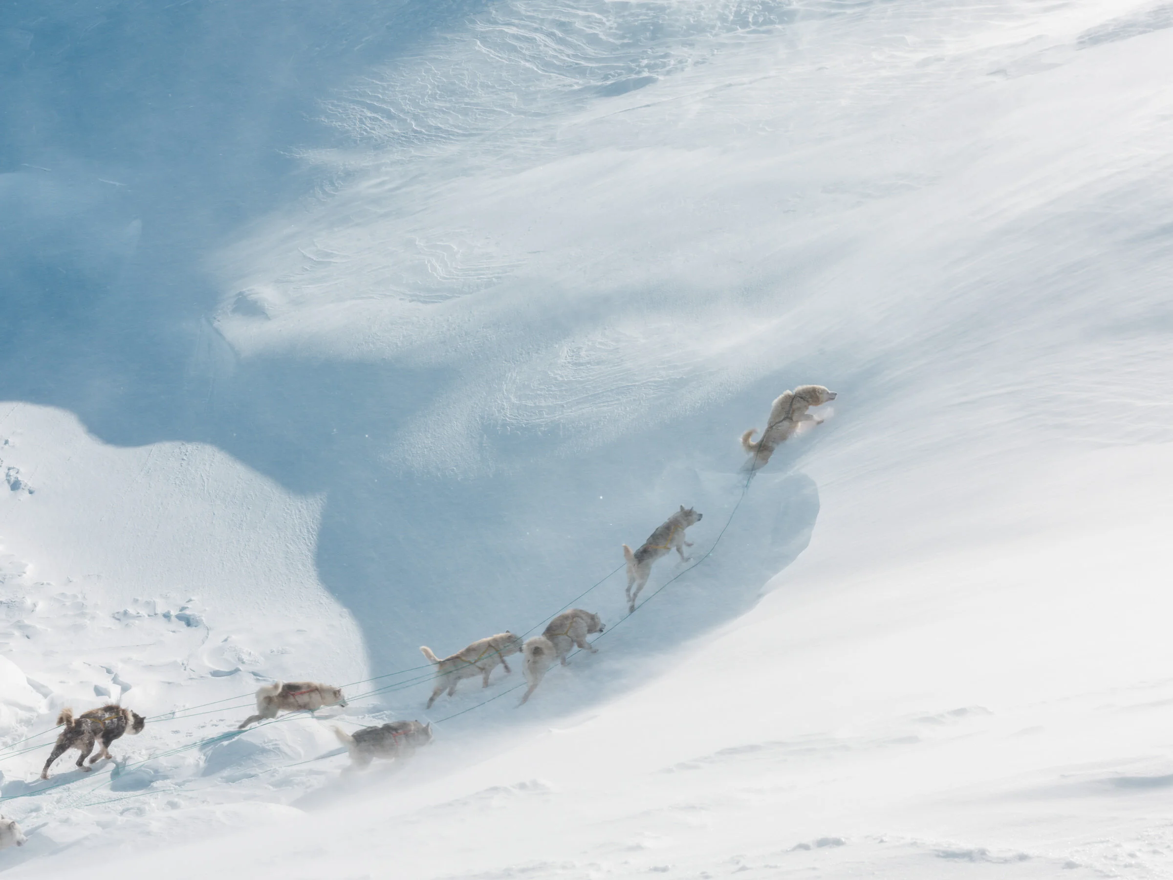 Dog sledding in Greenland