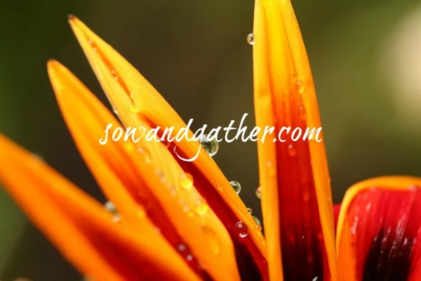 orange flower sowandgather.jpg