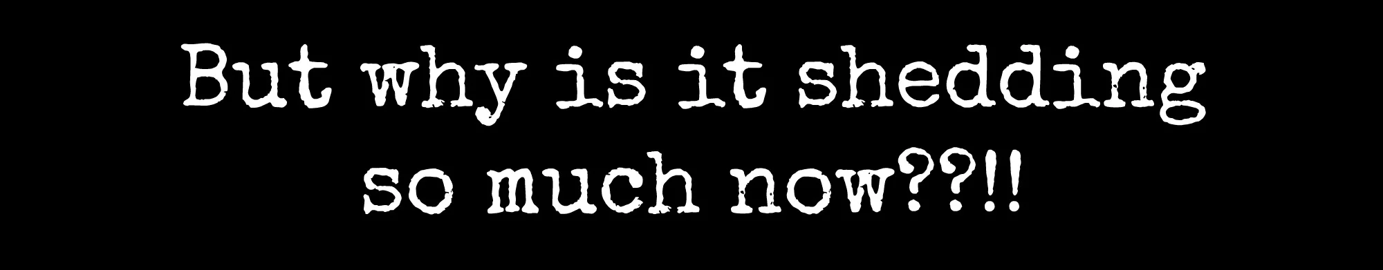 blank black bar for blogs (5).jpg