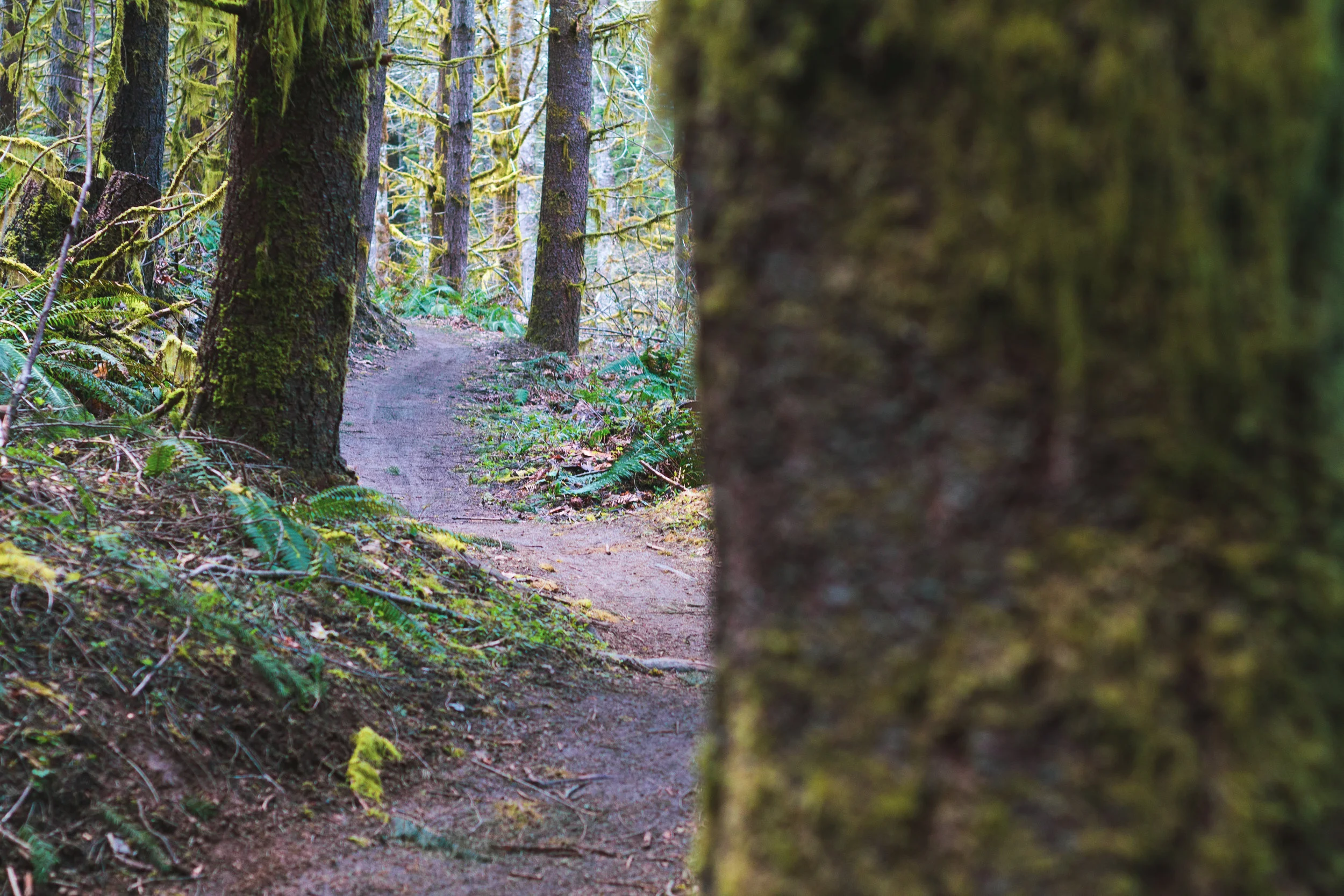 trail (1 of 1)-4.jpg