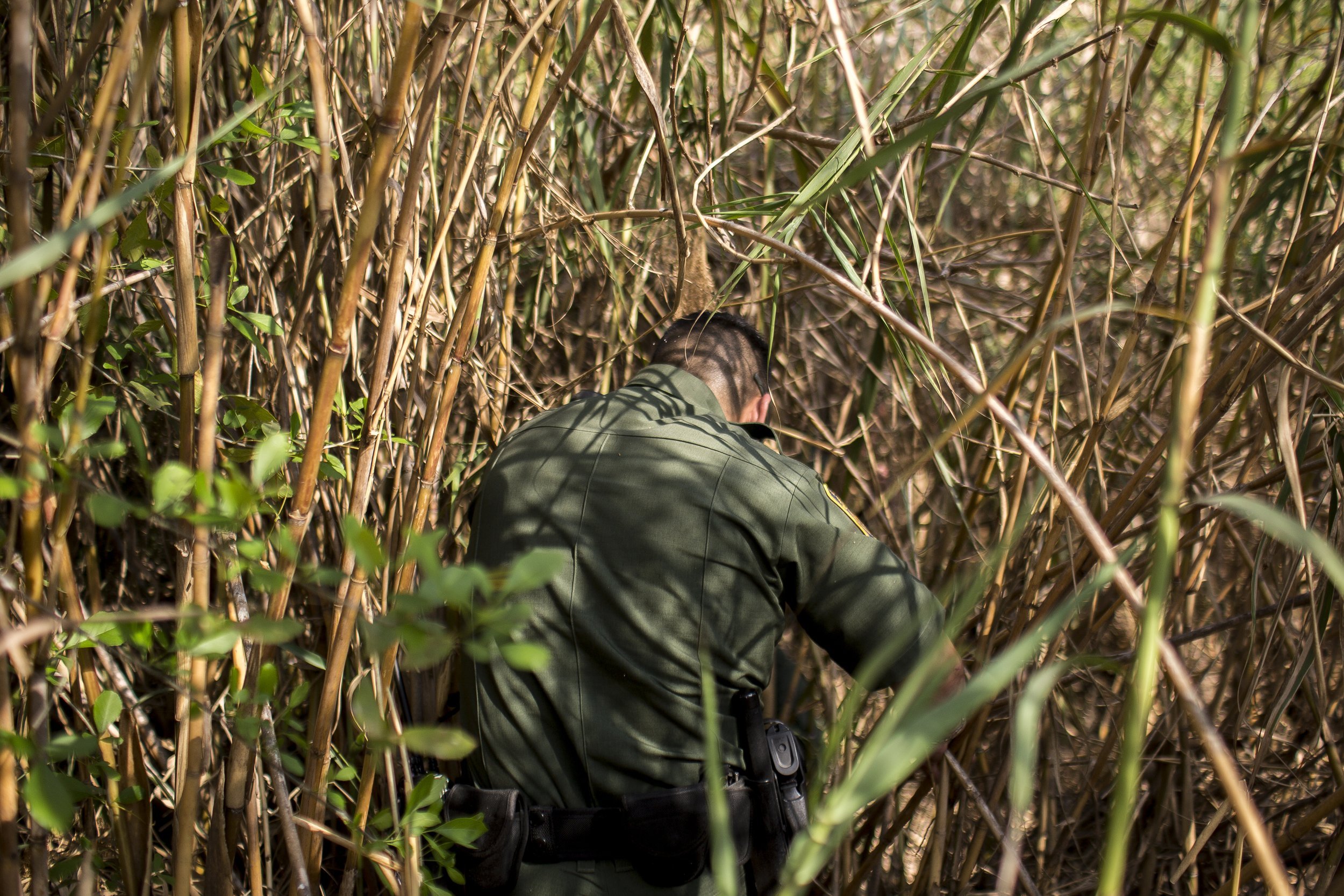  Border Patrol Agent Isaac Villegas makes his way through the thick growth of reeds known as "carrizo" lining the the Rio Grande riverbank in Roma, TX, while searching for a group of five undocumented immigrants reported to have crossed the river in 