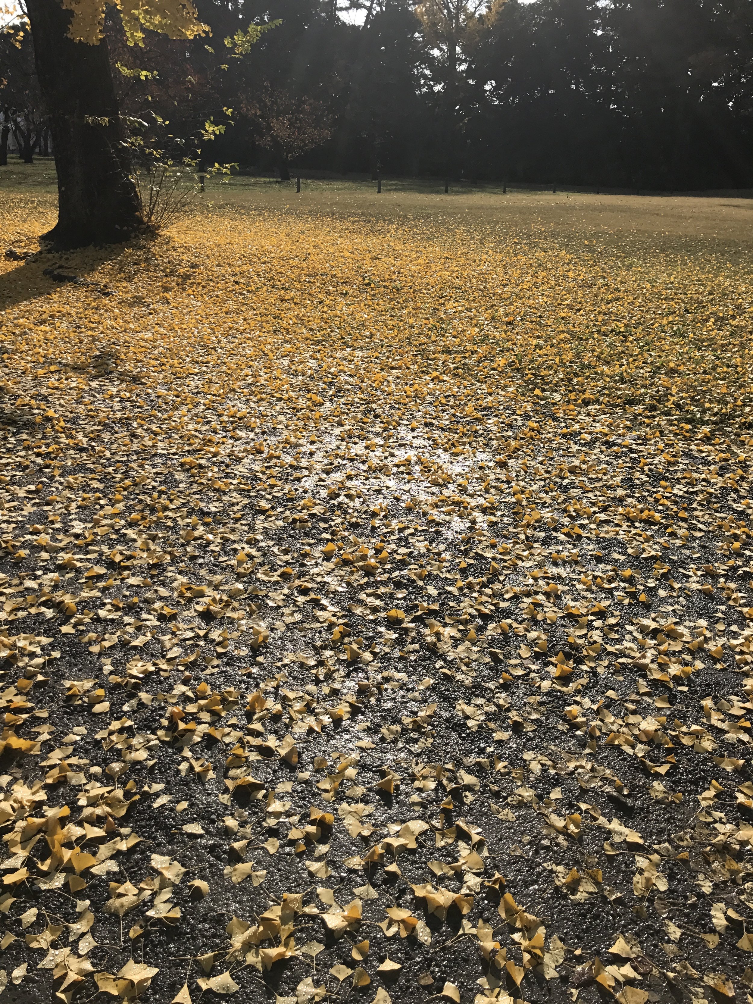 kyoto 01