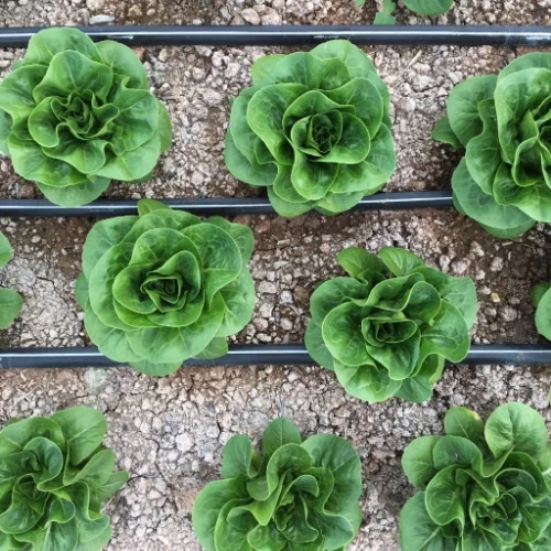 Little Gem Lettuce