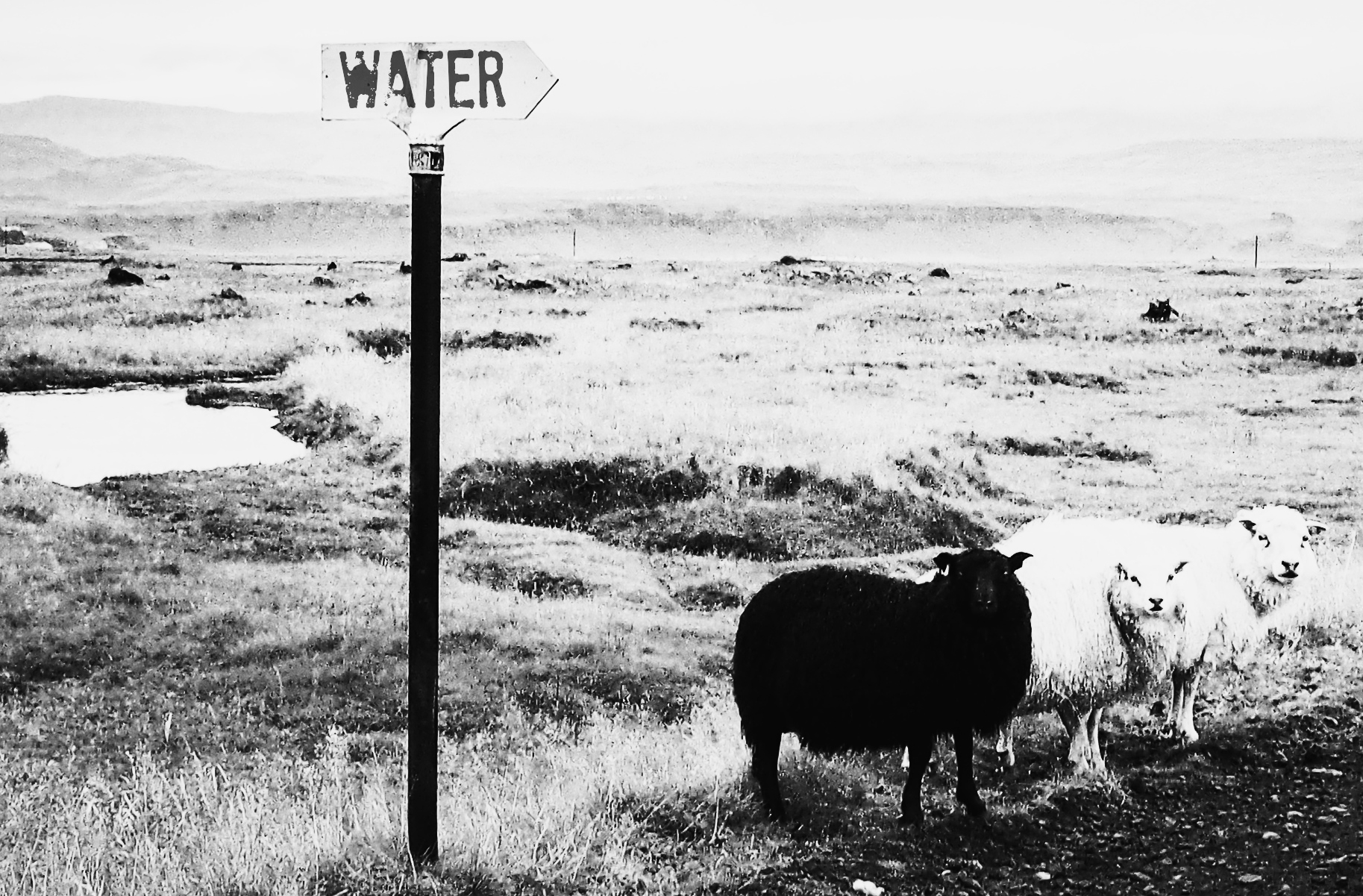My sheep hear my voice.