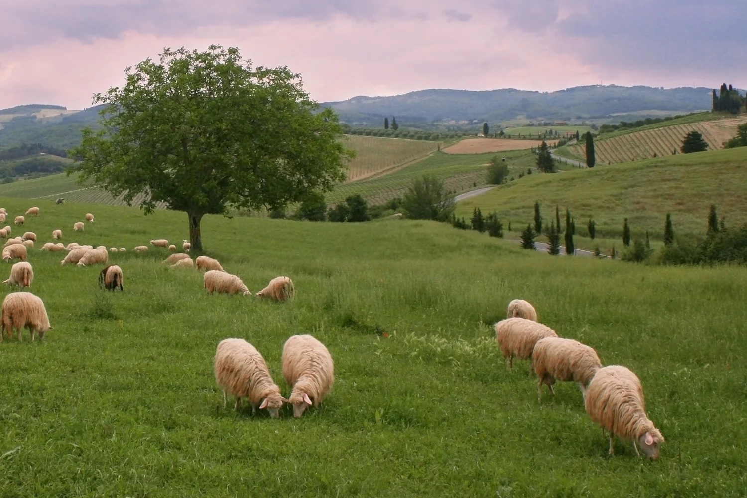 Tuscany Sheep