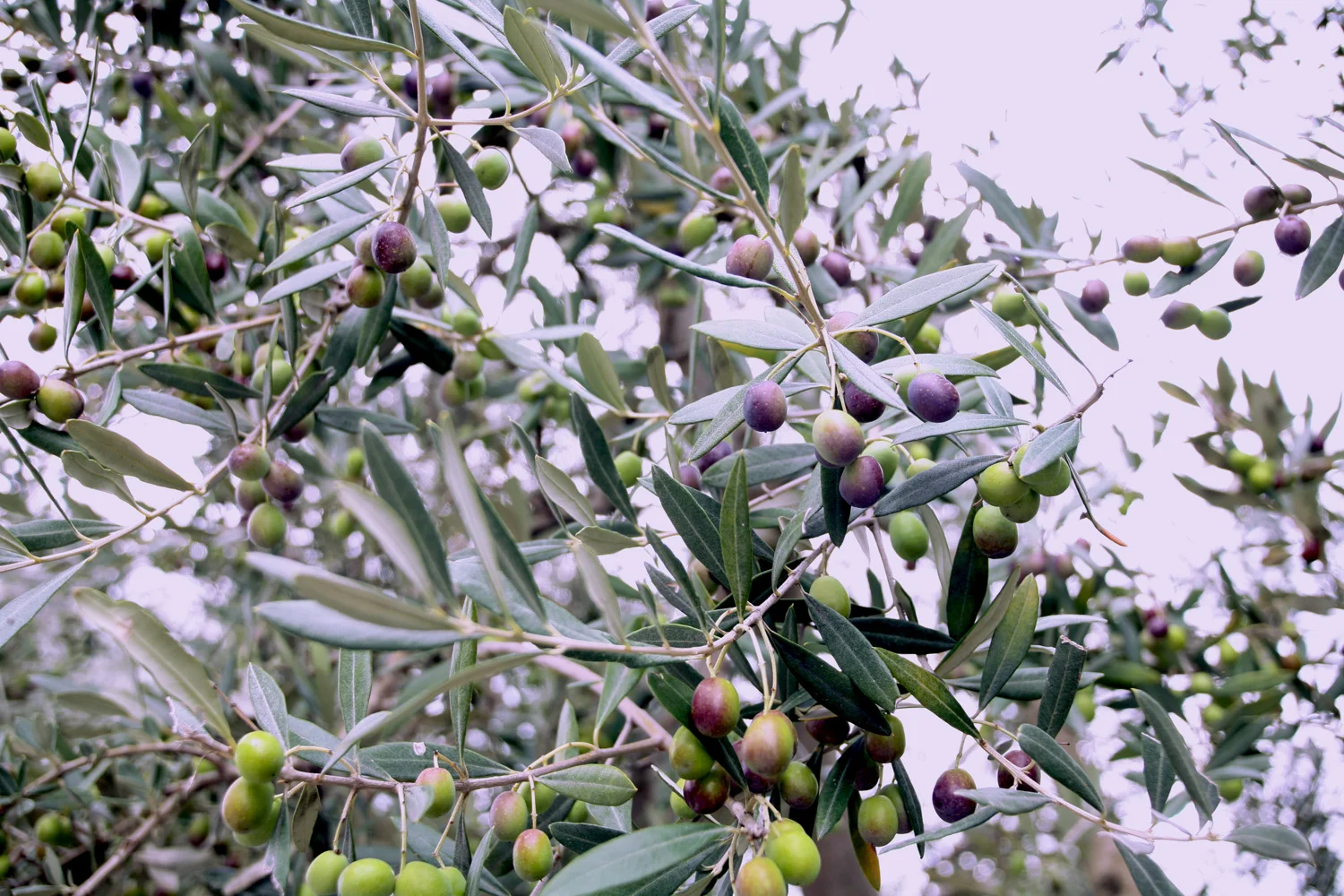 Olives Italy