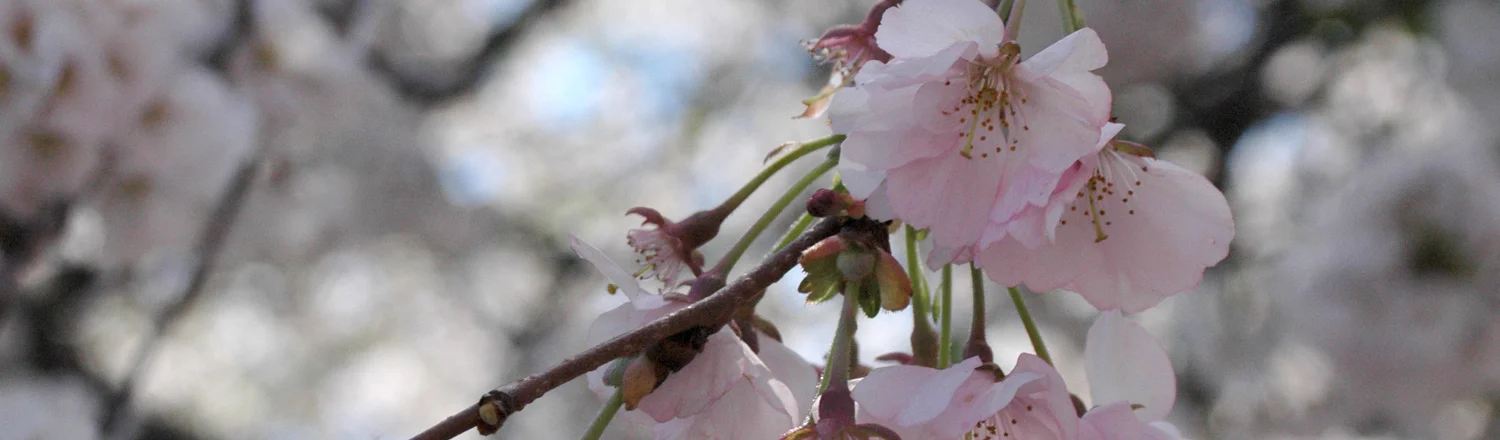 HC Episode 18: Blossom Storm