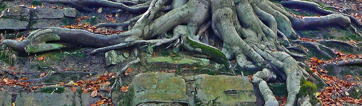 Episode 4: History of American Haiku Part I, Roots