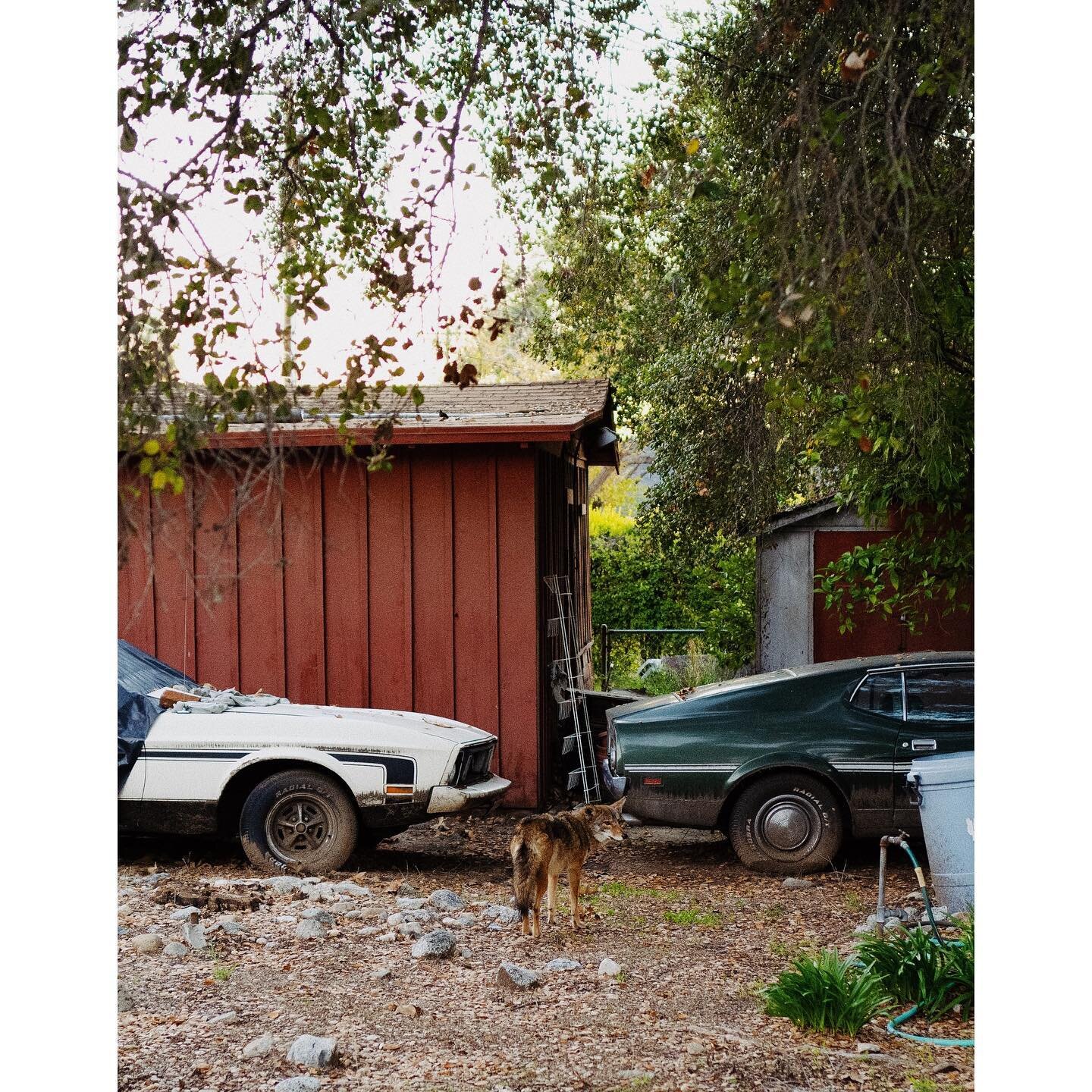 The neighborhood 

#leicaq2 #leica #leicacamera #leicahunter #leicacamerausa #wildlife #coyote #vintagecars #streetphotography #everydayeverywhere #everydaycarry #onthestreet #cat #streetcat #cars #VSCO #lightroom #vscogirl