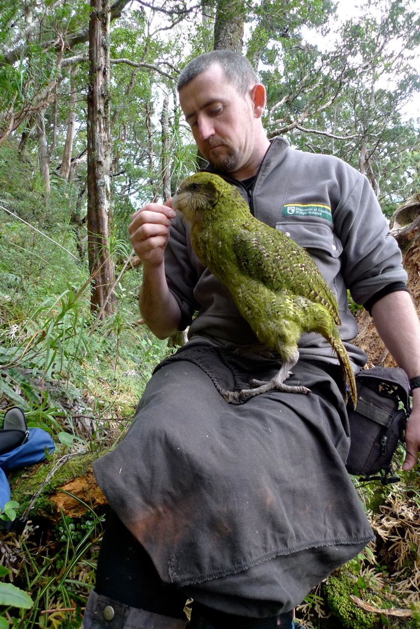 Chris looks after the predator free island Sanctuary Maud Island in the Malborough Sounds. Kea wrangling is just ''part of his day job''.