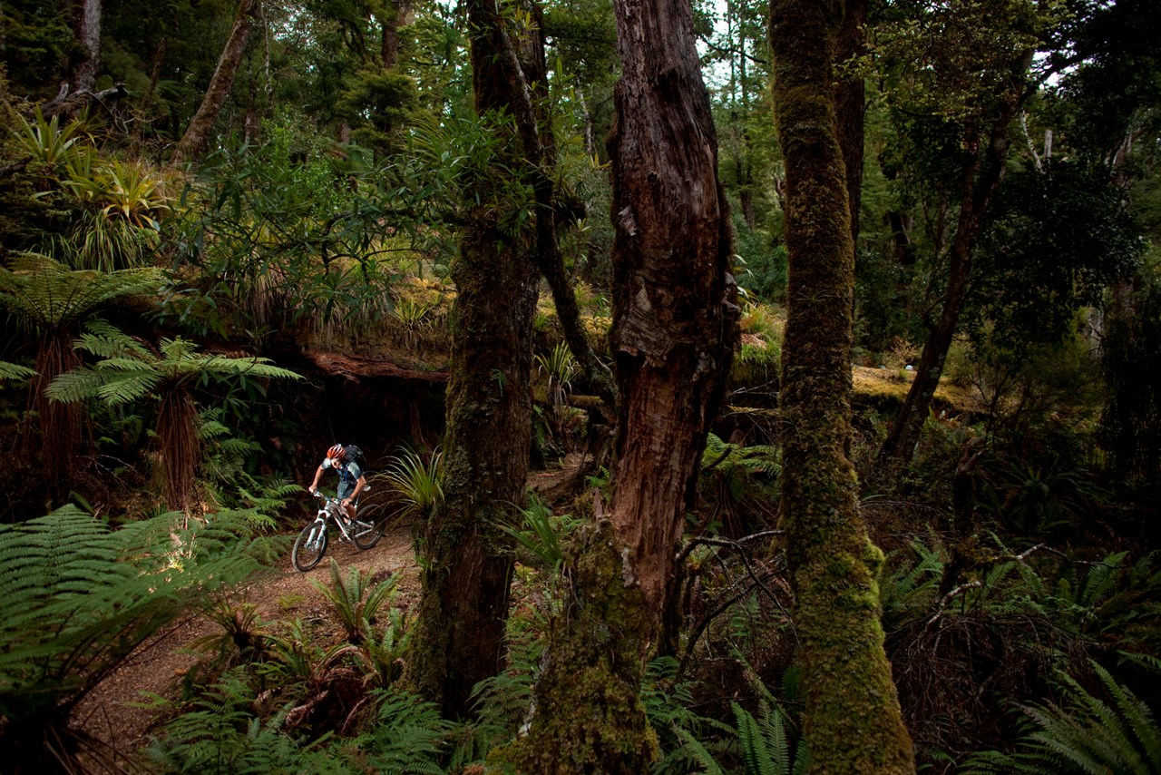Australian mountain bike journalist Chris Southwood rides beneath a fallen tree during a day ride on the Moerangi Trail near Whirinaki, New Zealand. Photo: Derek Morrison