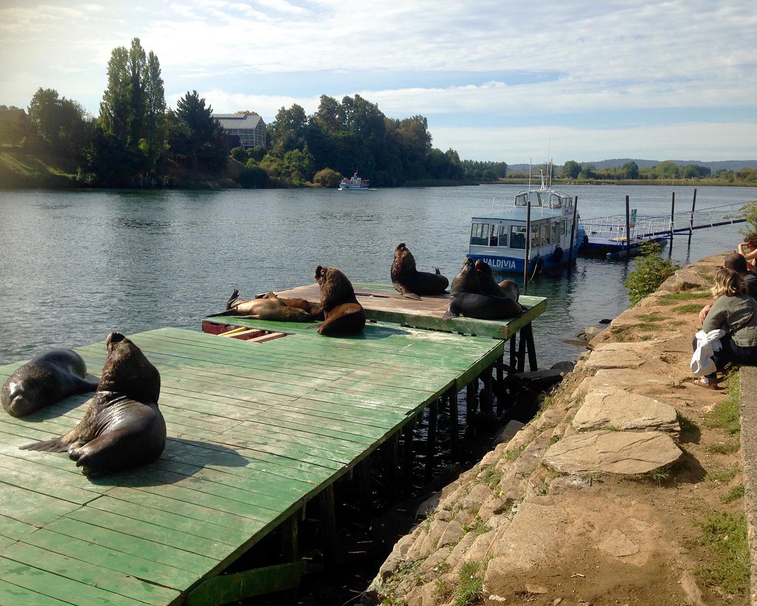 Sea lions sunning themselves on the Barges
