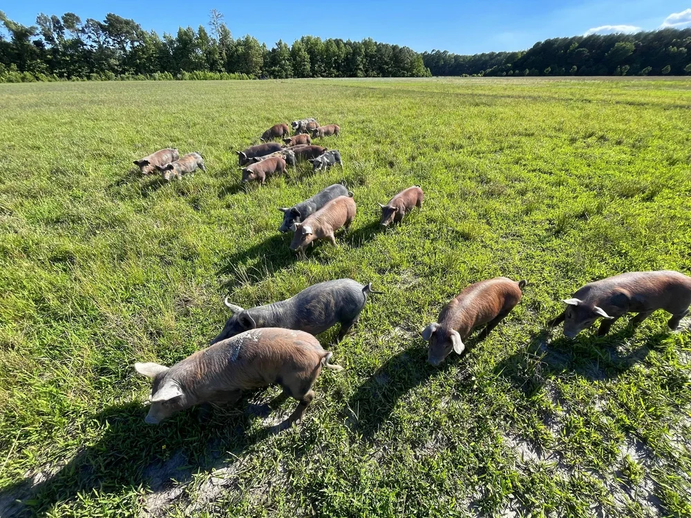 Whole Hog for Sale Near Me – Fresh and Ready to Be Prepared