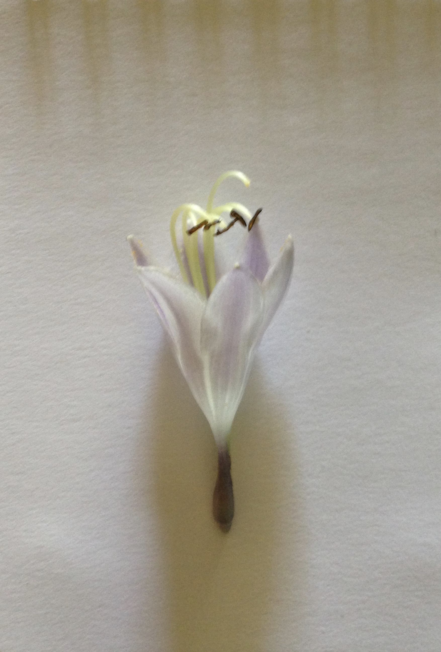 7/25/15: Point Breeze - Flower