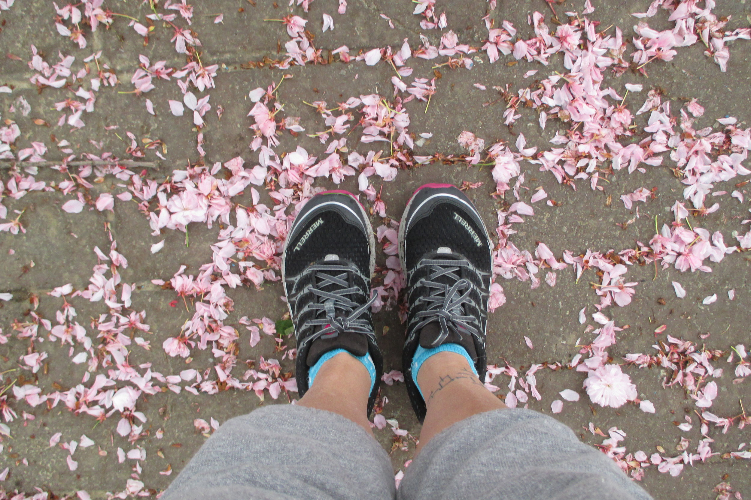 Shoe Shot with pink flowering tree petals.jpg