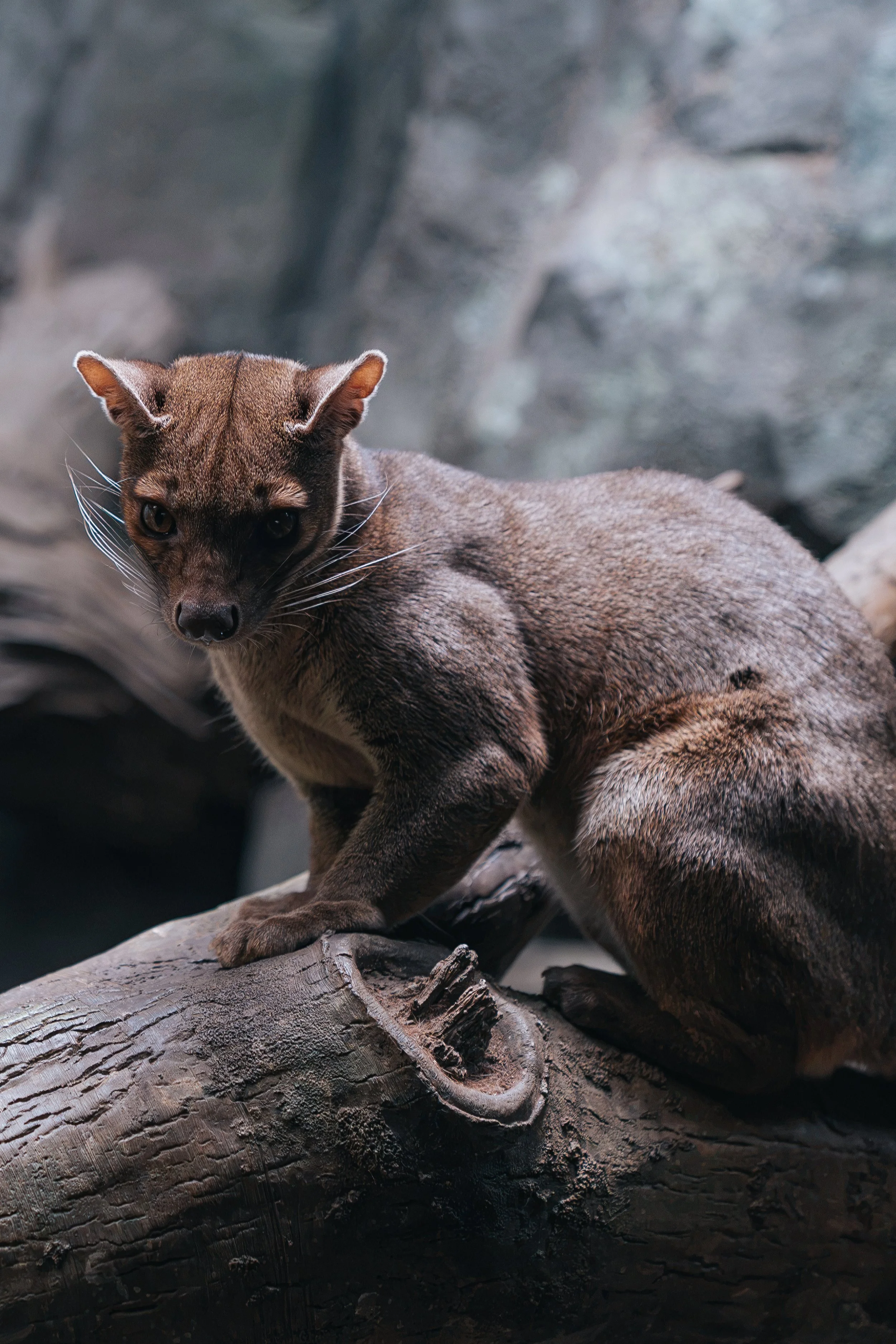 WILLIAMS_BRONXZOO-21.jpg