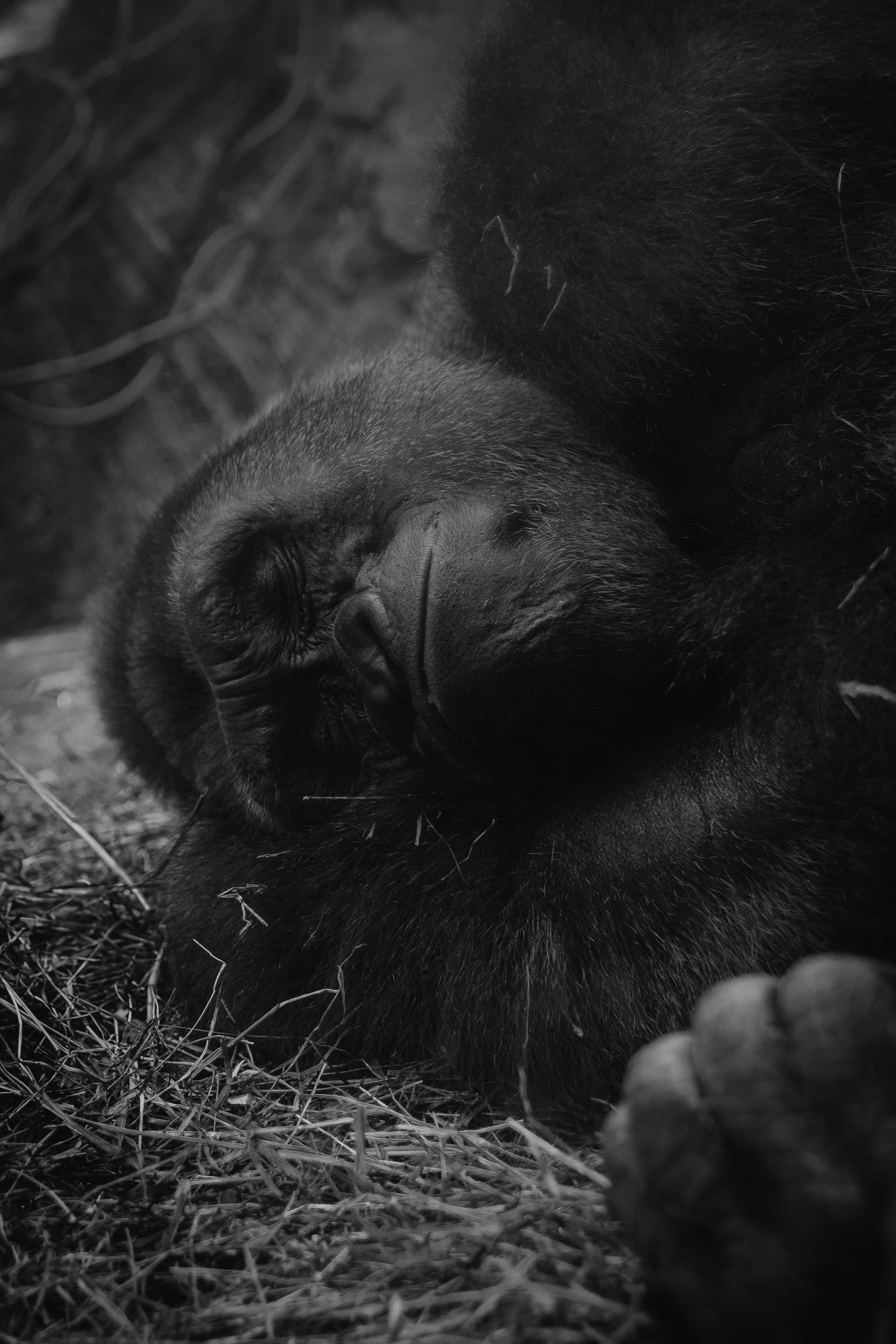 WILLIAMS_BRONXZOO-30.jpg