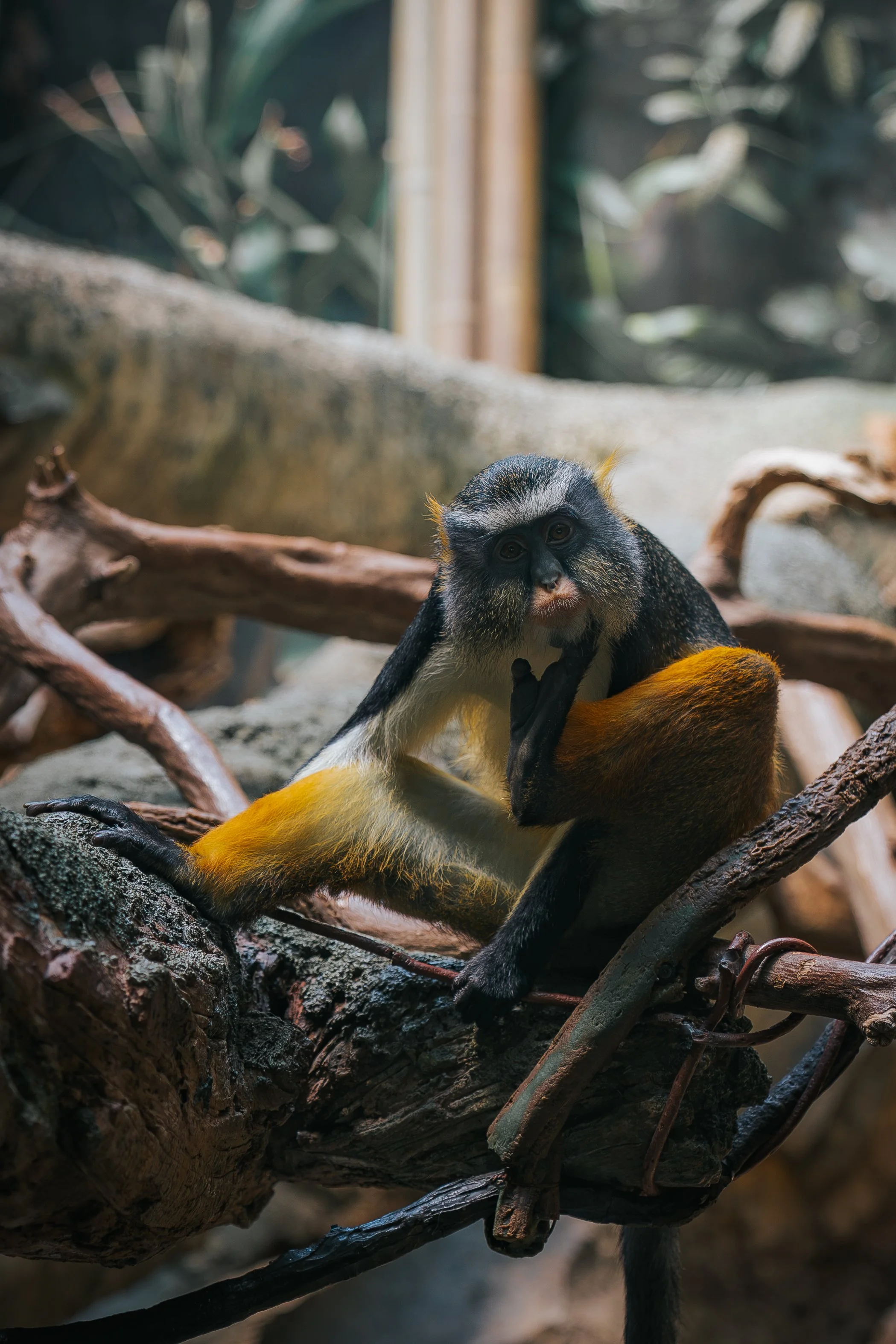 WILLIAMS_BRONXZOO-31.jpg