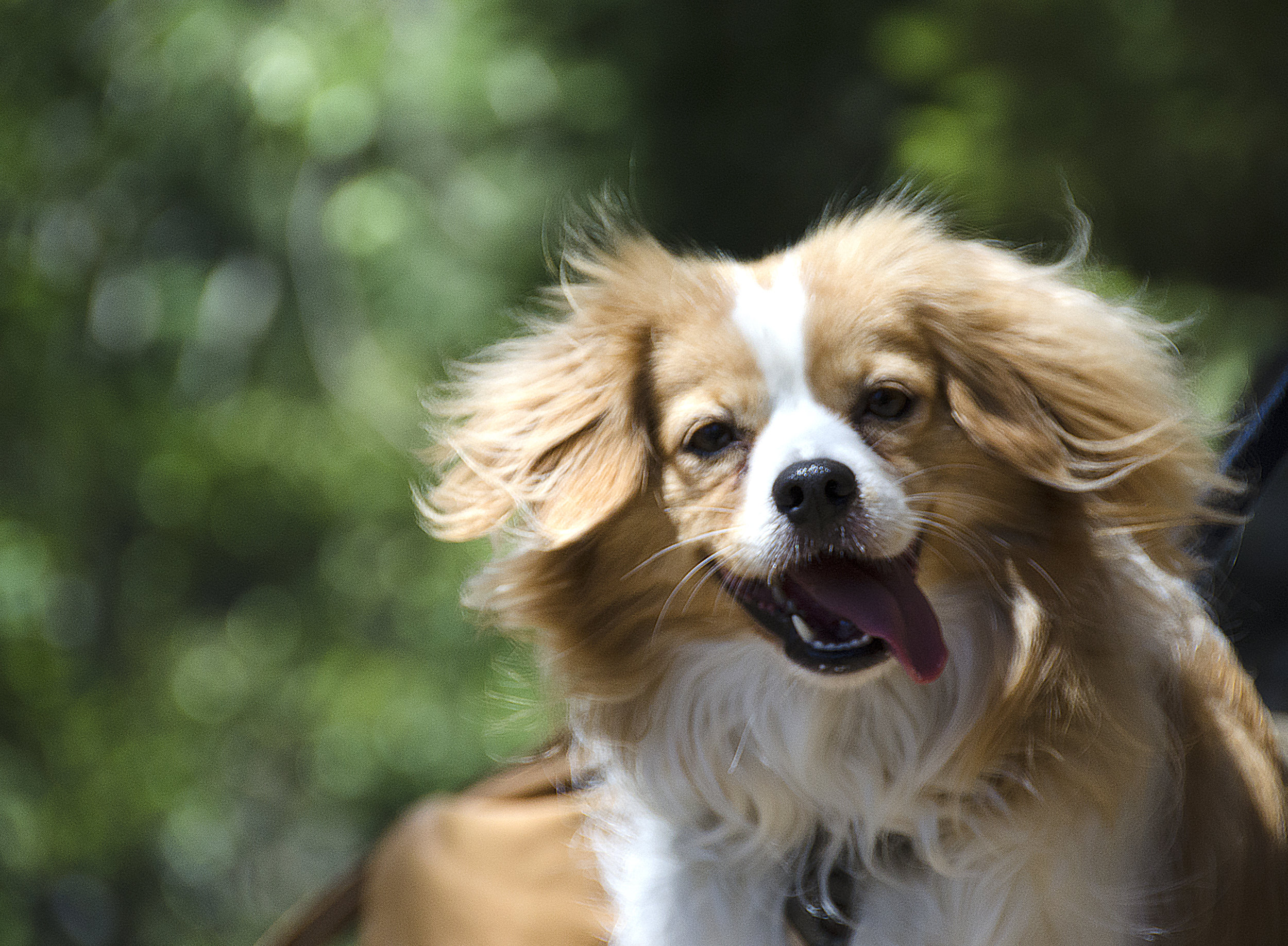 Poppy is Ready for Her Close-Up - Anacortes