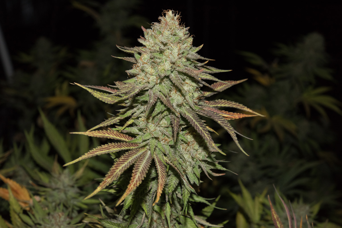 lazy-bee-gardens-washington-weed-10.jpg