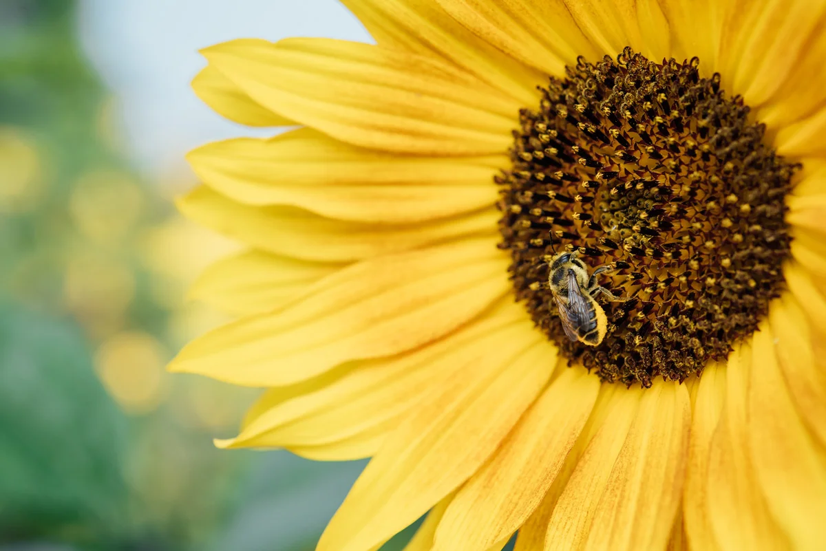 best-flowers-for-bees-lazy-bee-gardens-2.jpg