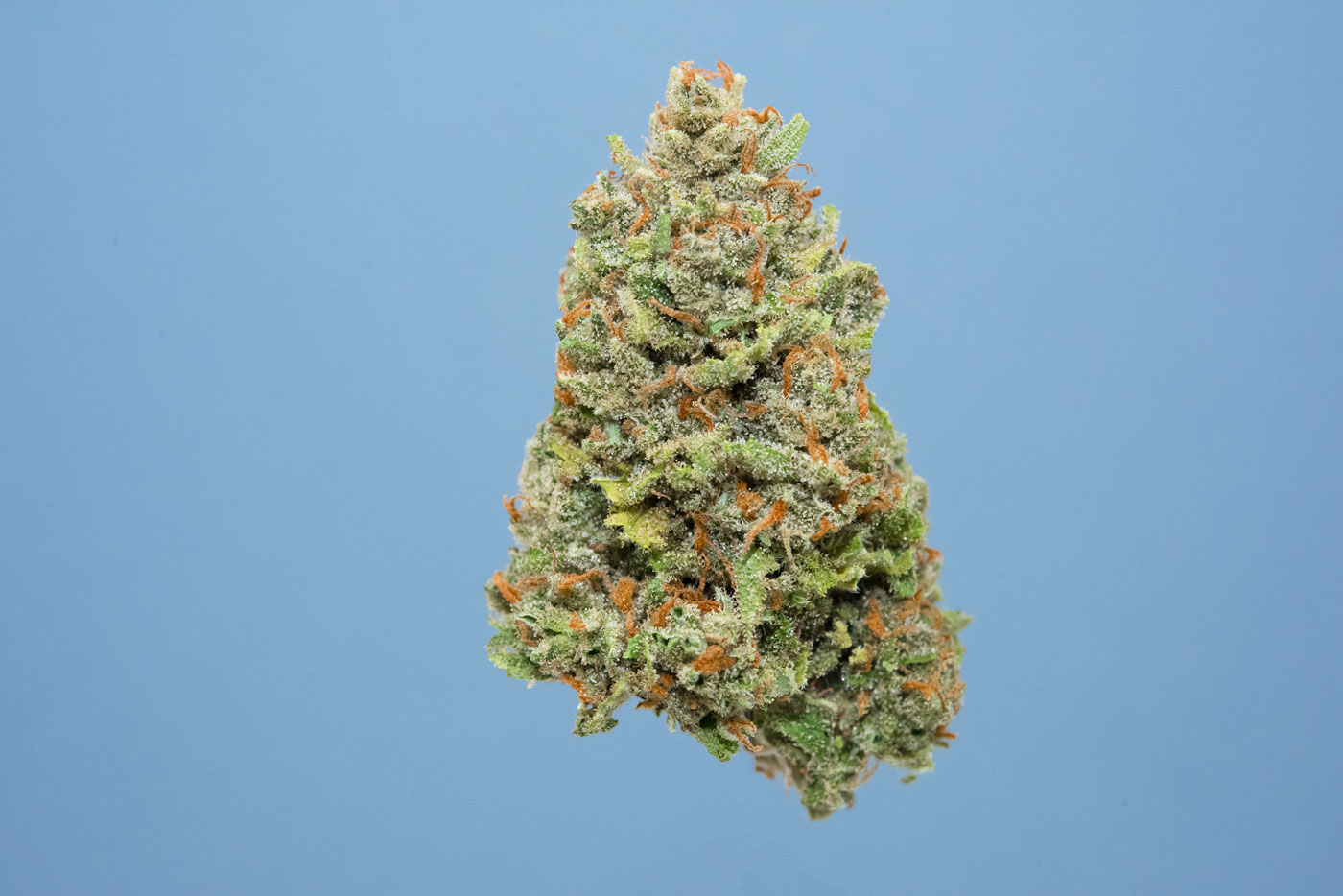 best-strains-for-thanksgiving-lazy-bee-gardens-powderhound.jpg